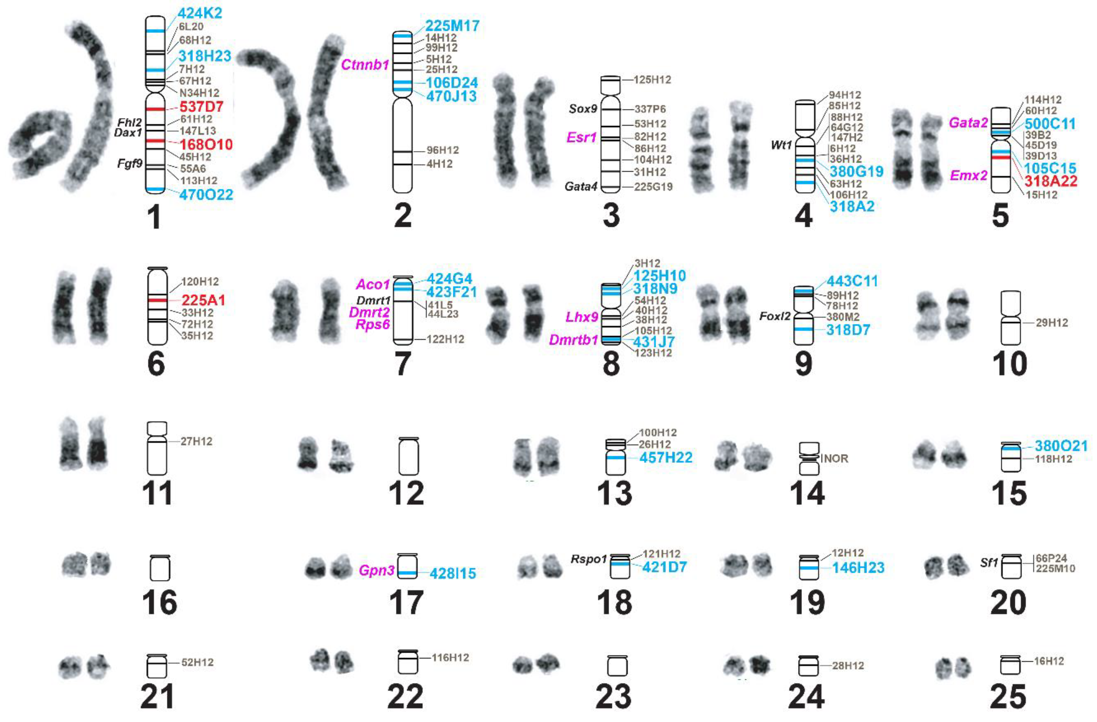 Genes 11 00928 g001
