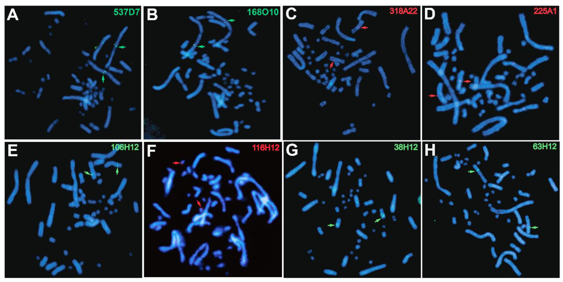 Genes 11 00928 g002