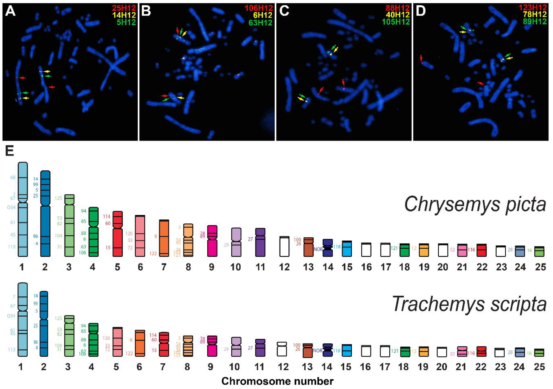 Genes 11 00928 g003