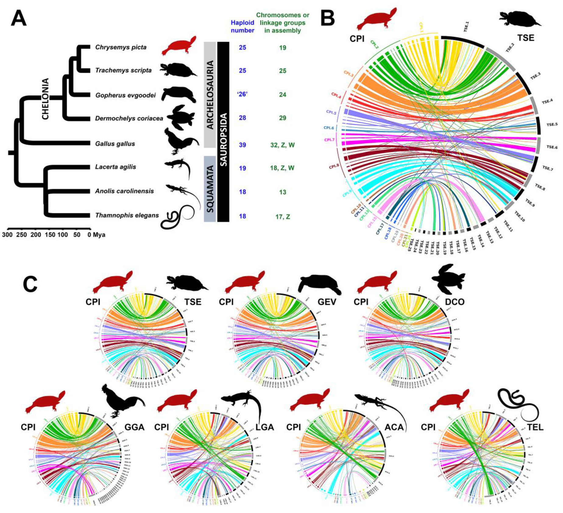Genes 11 00928 g004