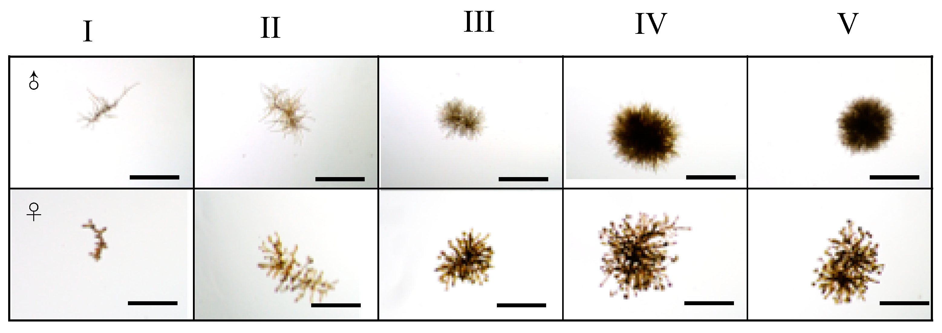 Genes 11 00944 g002 Genes 11 00944 g002