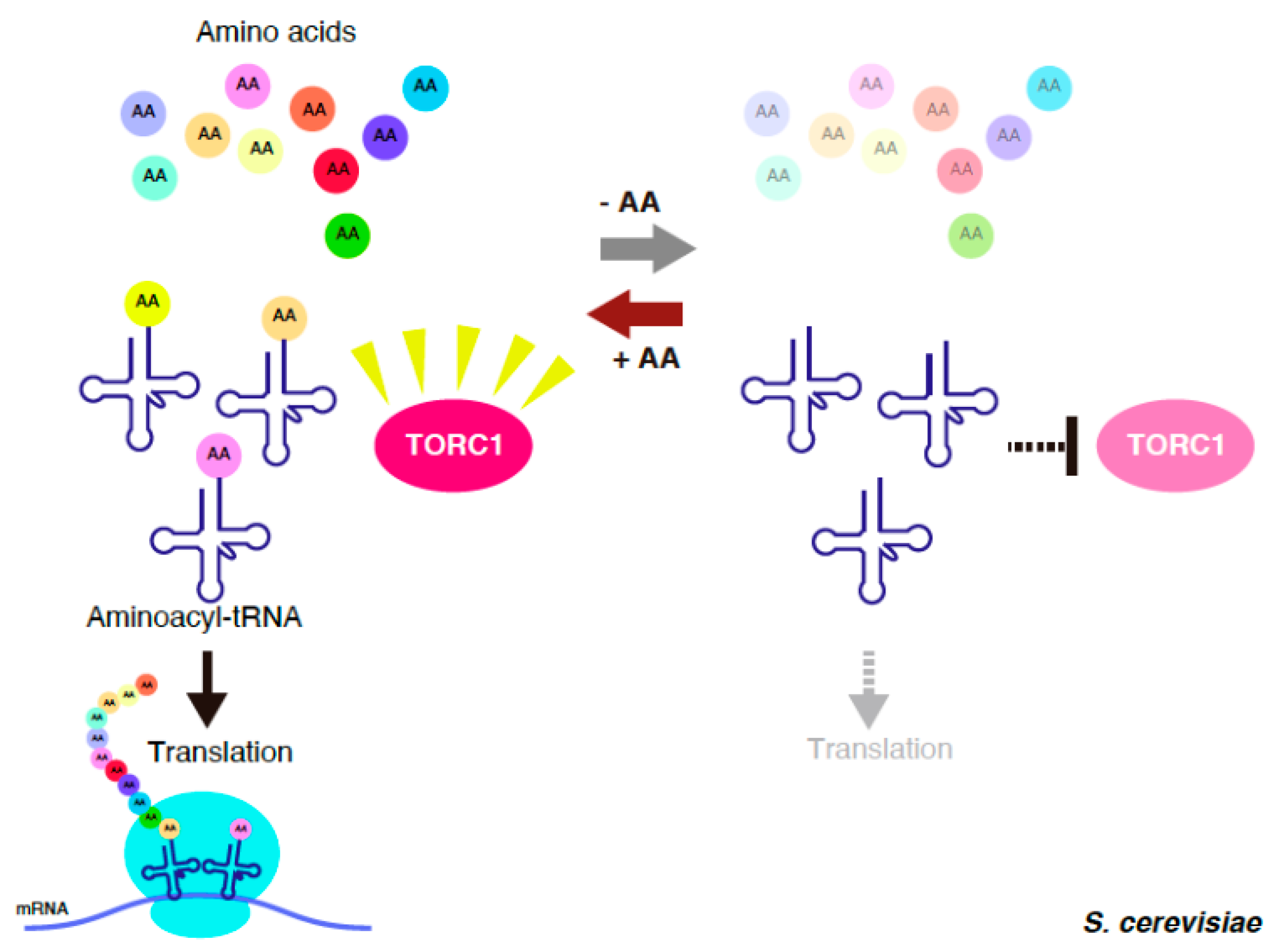 Genes 11 00956 g001 Genes 11 00956 g001