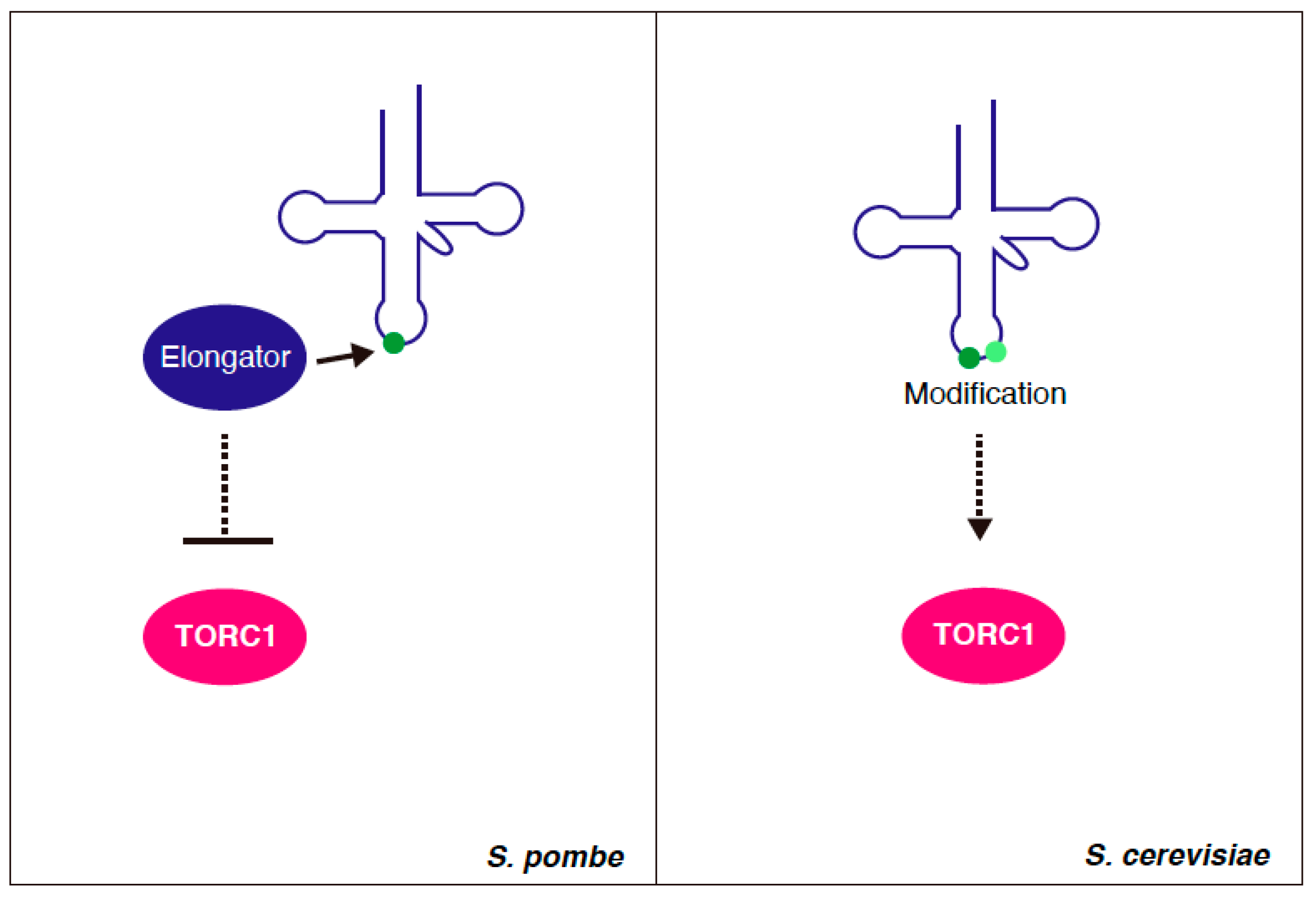 Genes 11 00956 g003 Genes 11 00956 g003