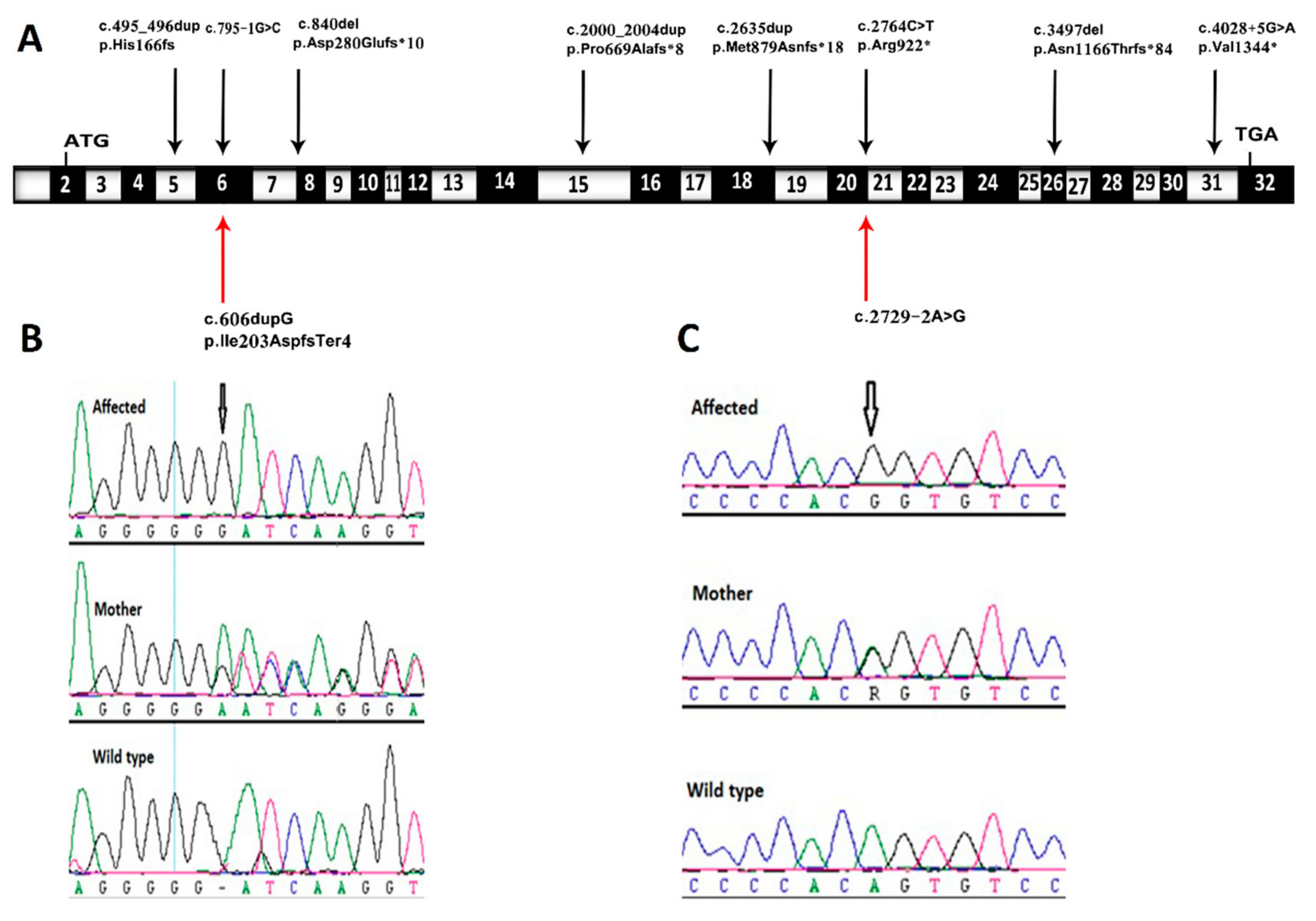Genes 11 00967 g002