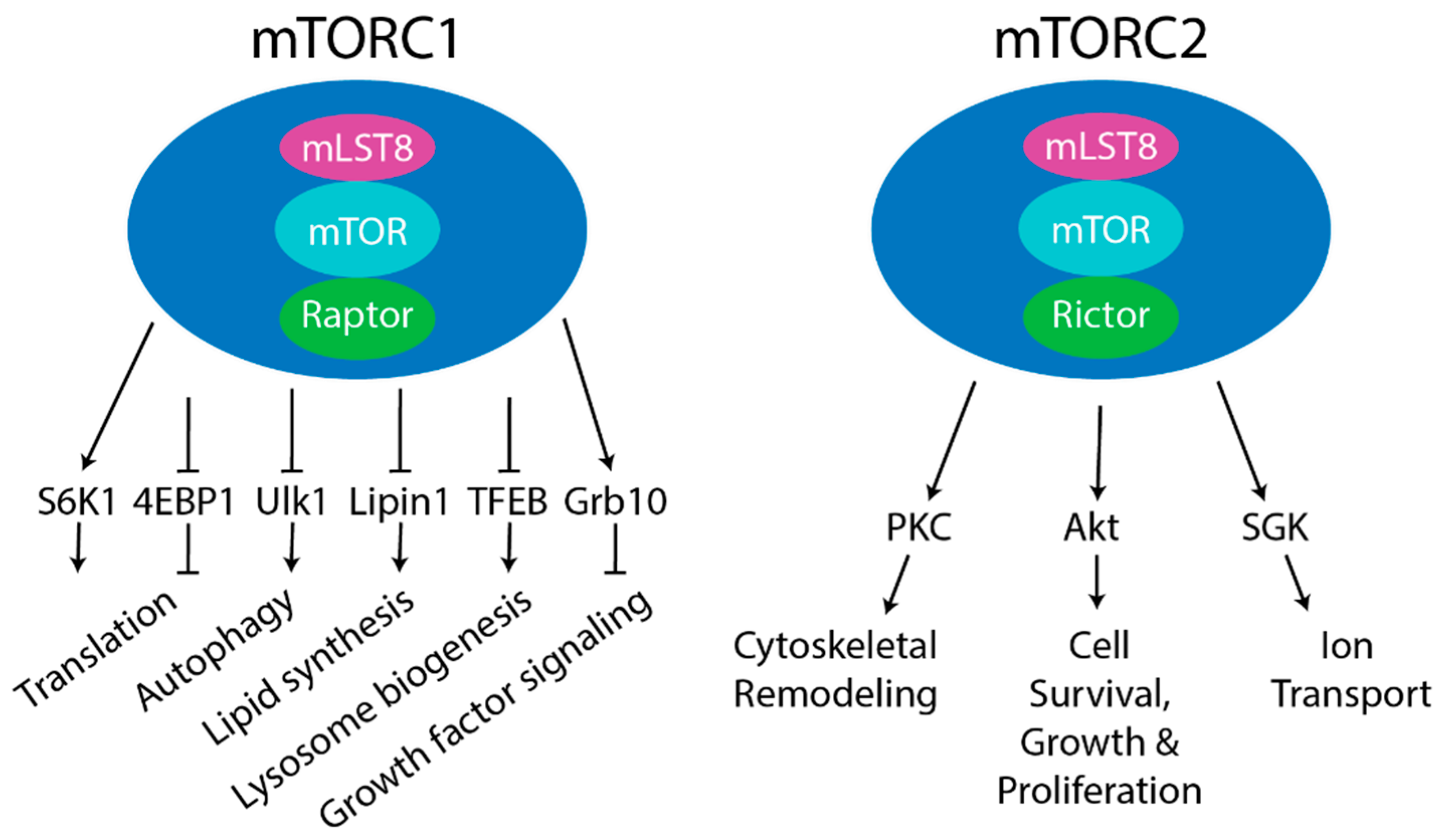 Genes 11 00989 g001