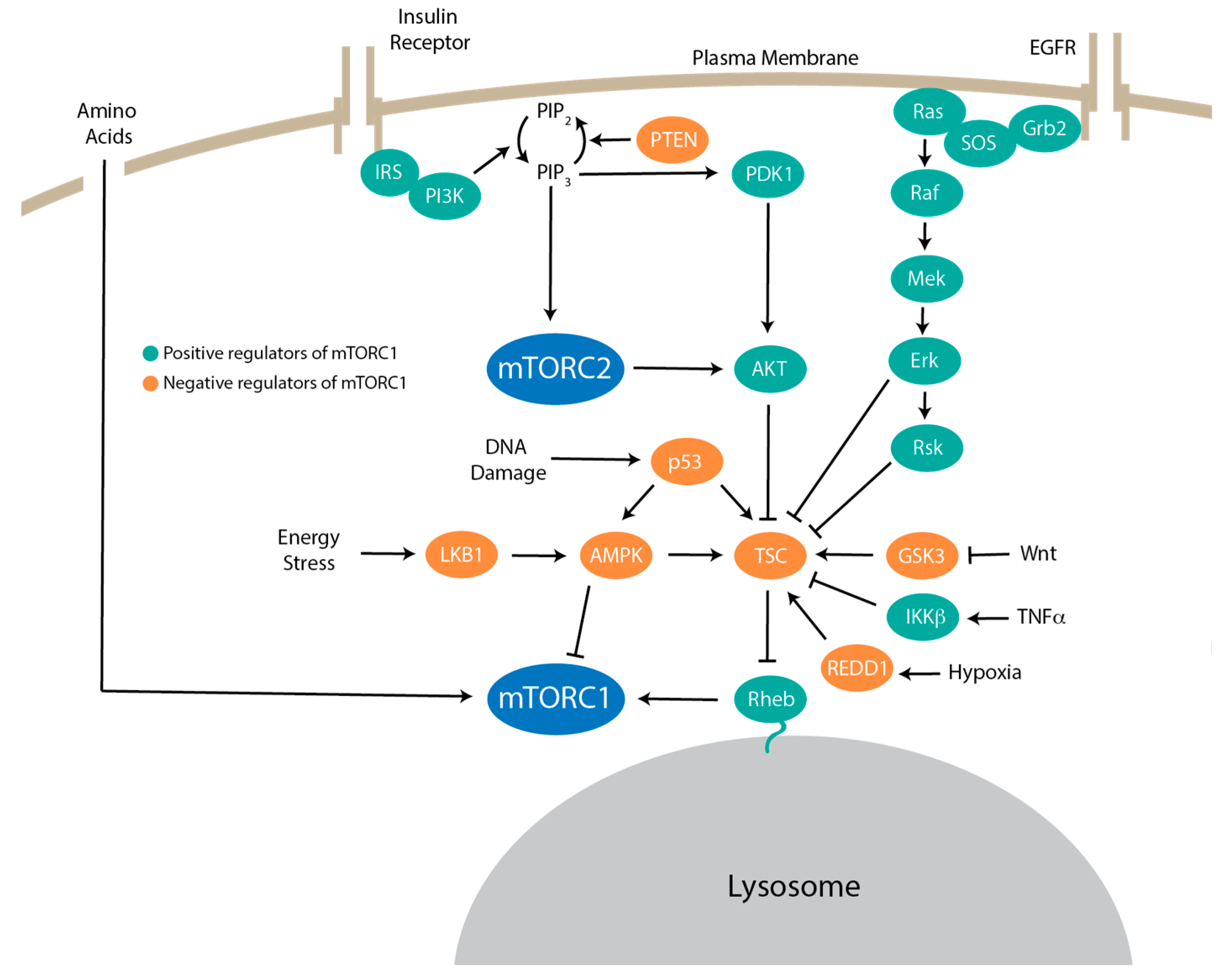 Genes 11 00989 g002
