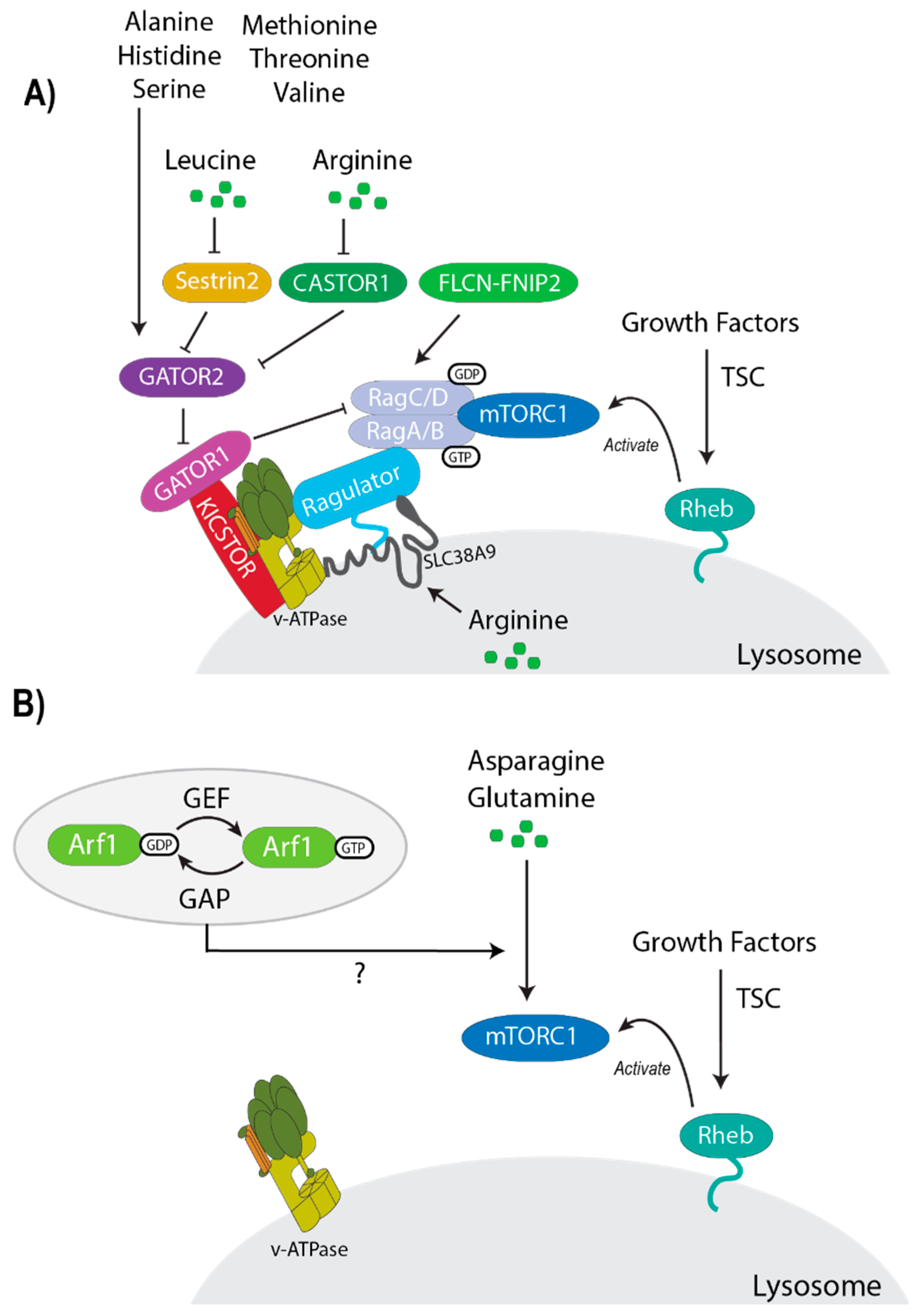 Genes 11 00989 g003