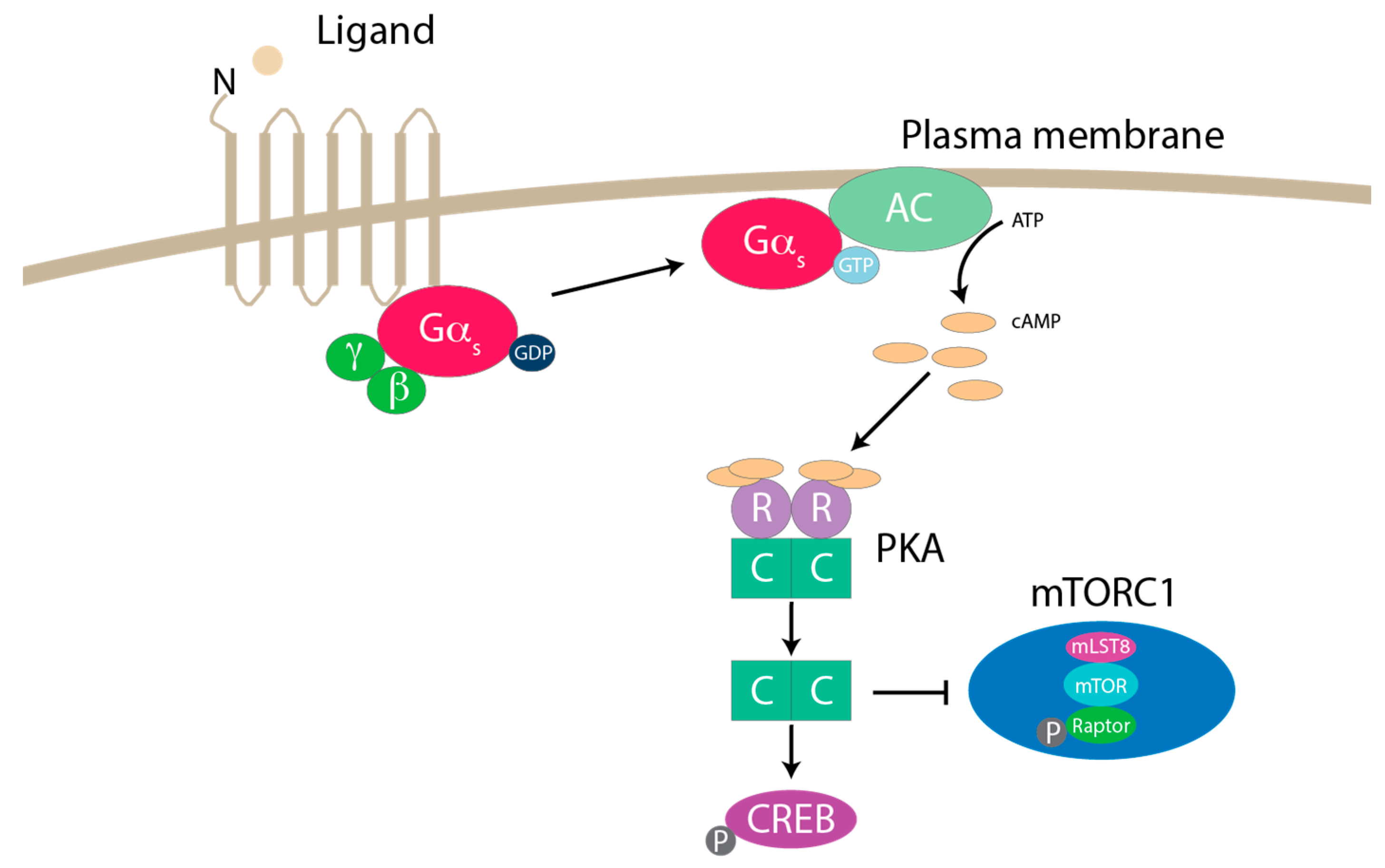 Genes 11 00989 g004