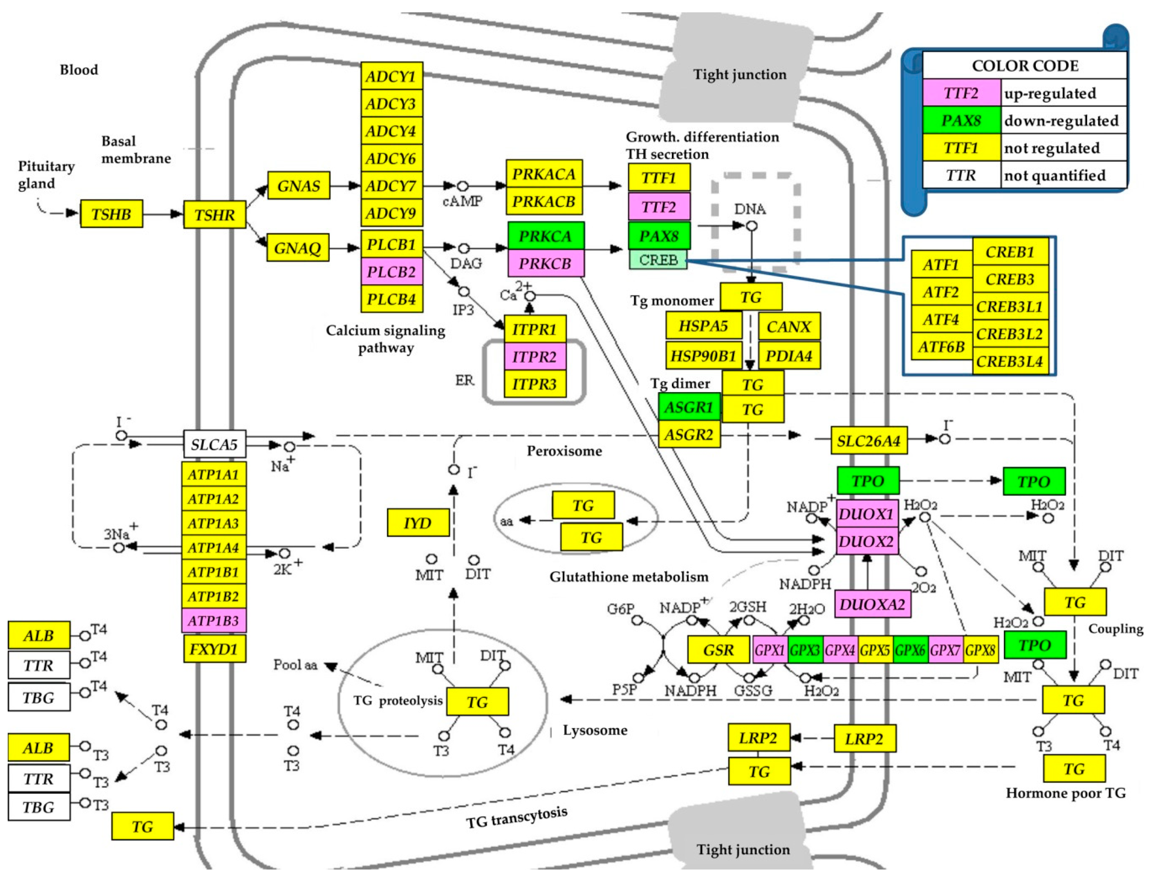 Genes 11 01030 g003 Genes 11 01030 g003