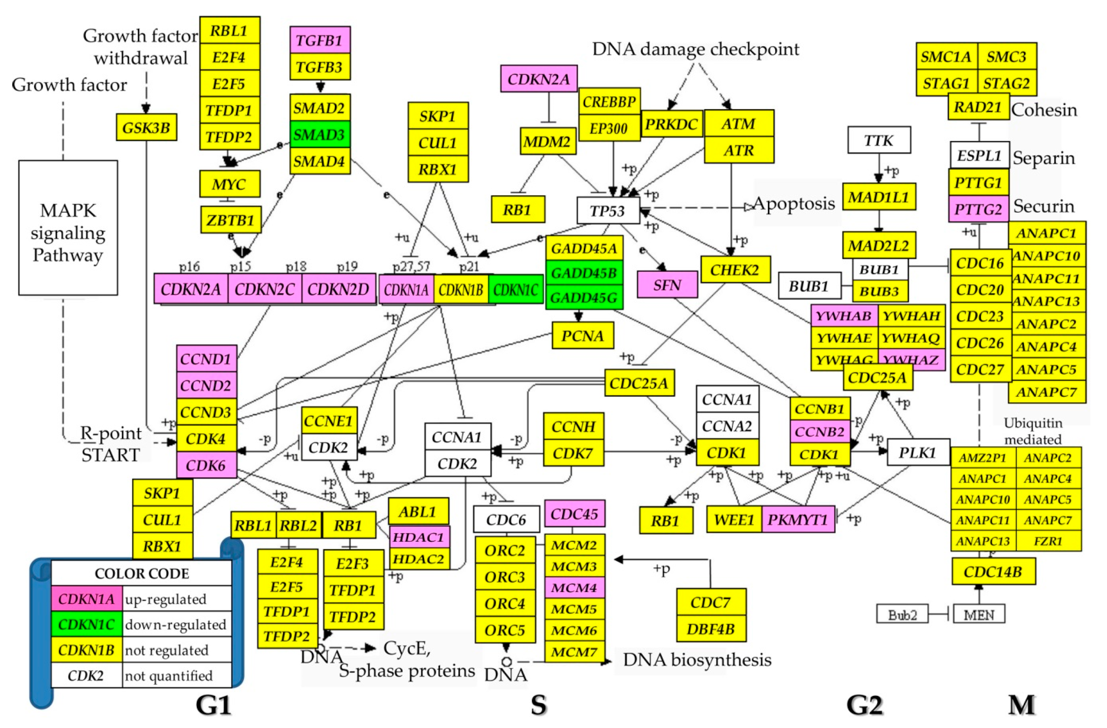 Genes 11 01030 g004 Genes 11 01030 g004
