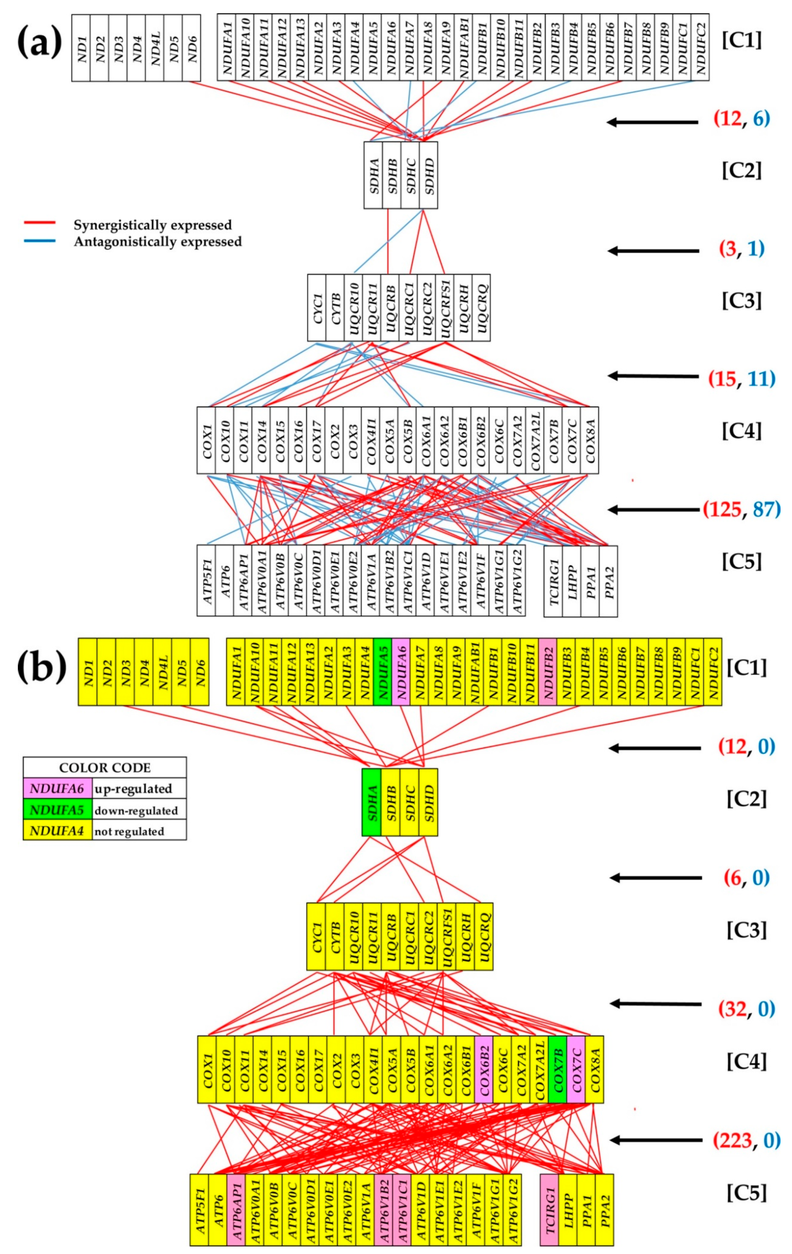 Genes 11 01030 g005 Genes 11 01030 g005