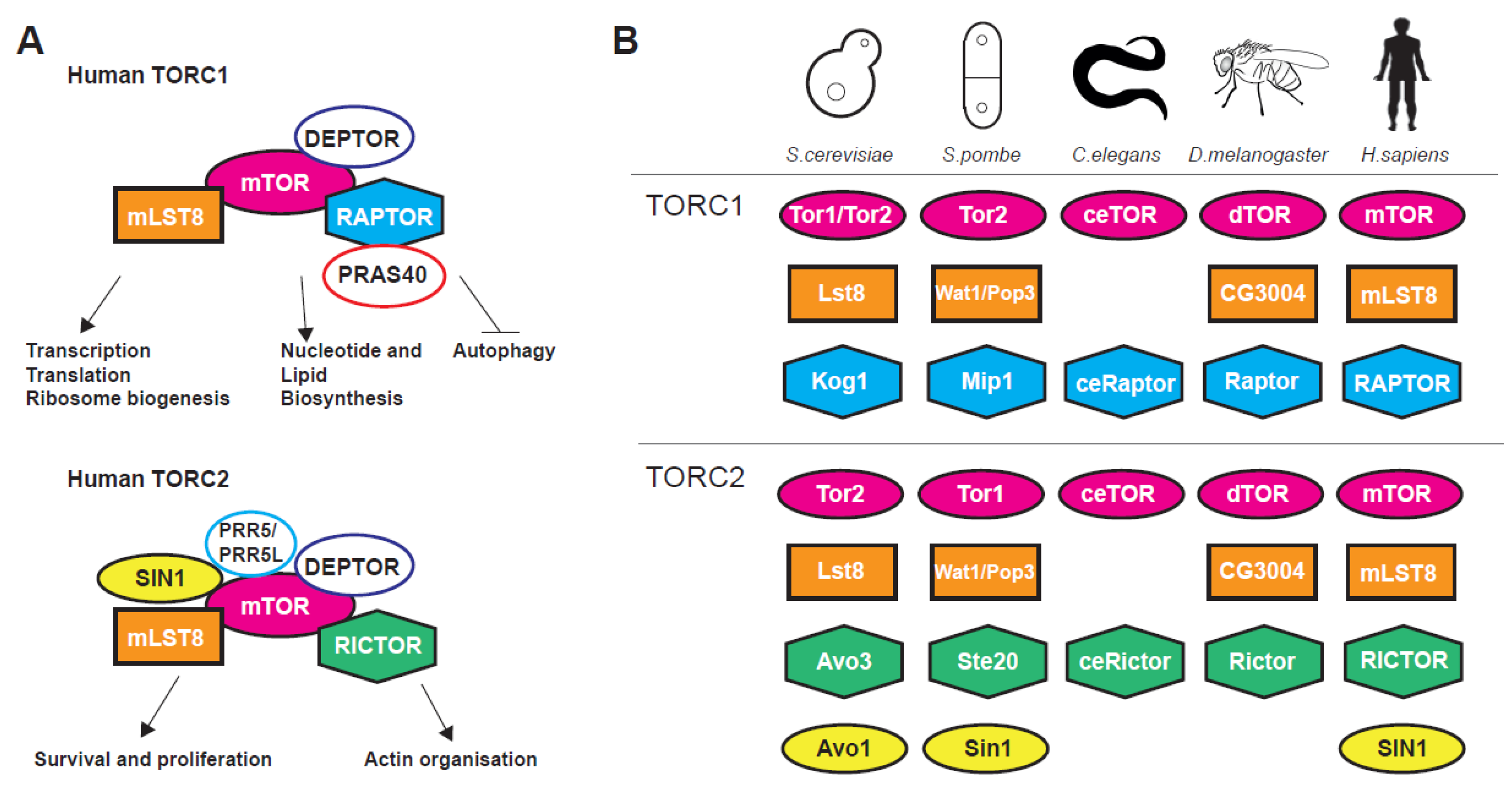 Genes 11 01043 g001