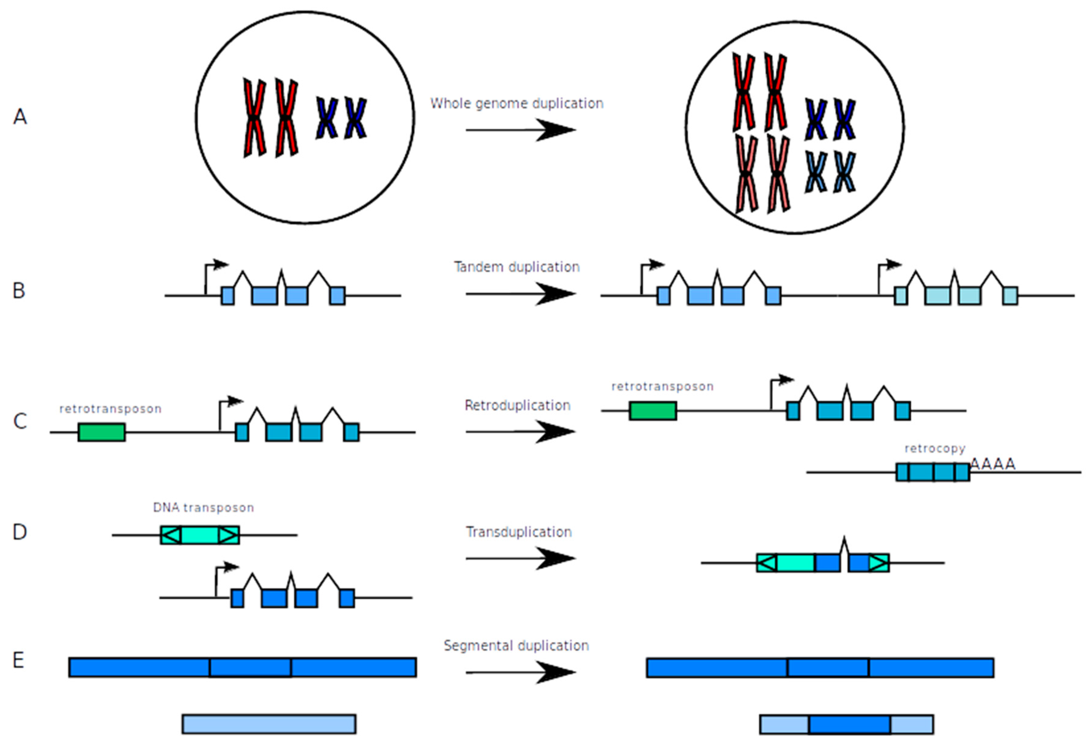 Genes 11 01046 g001