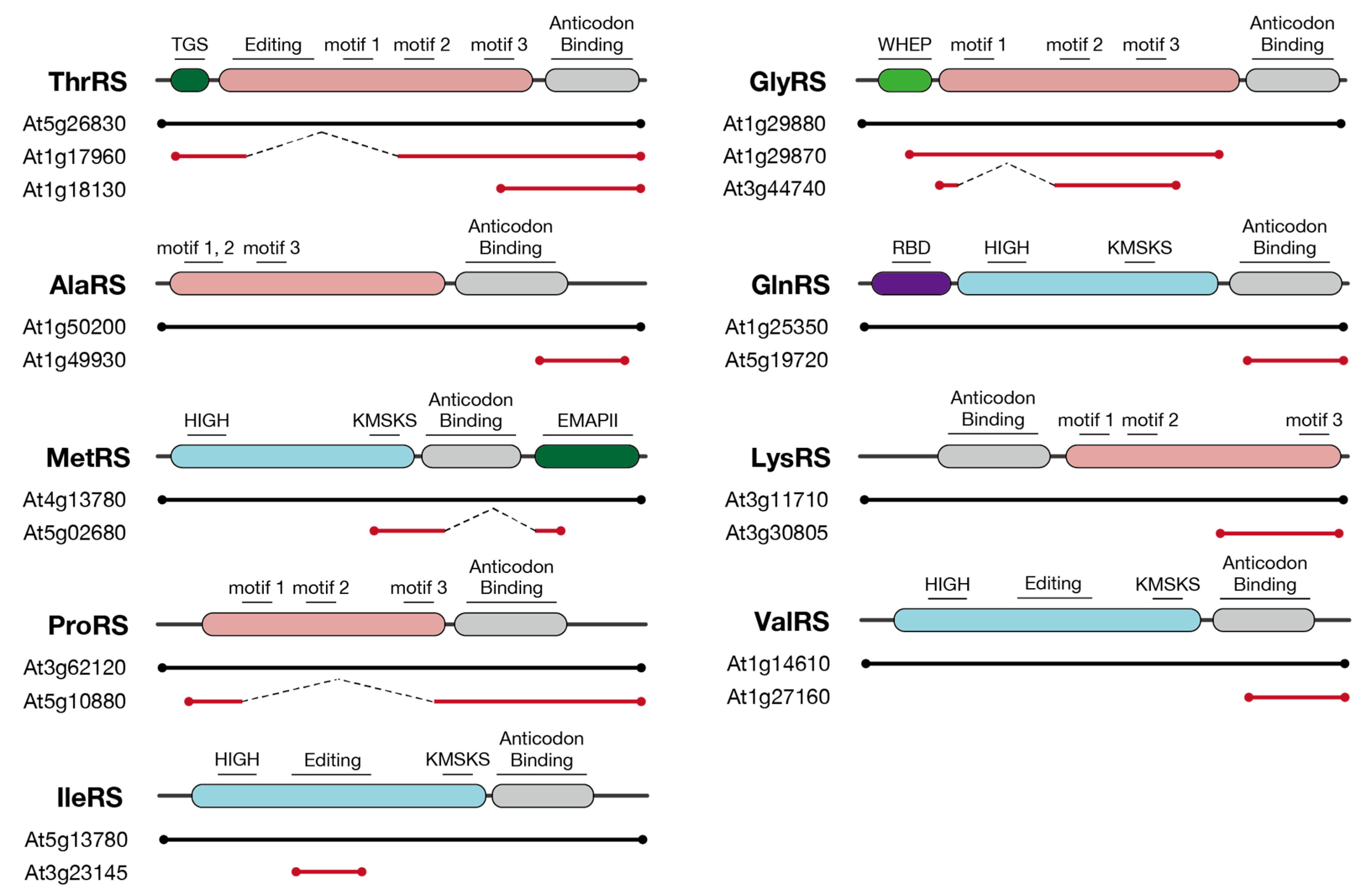 Genes 11 01056 g001