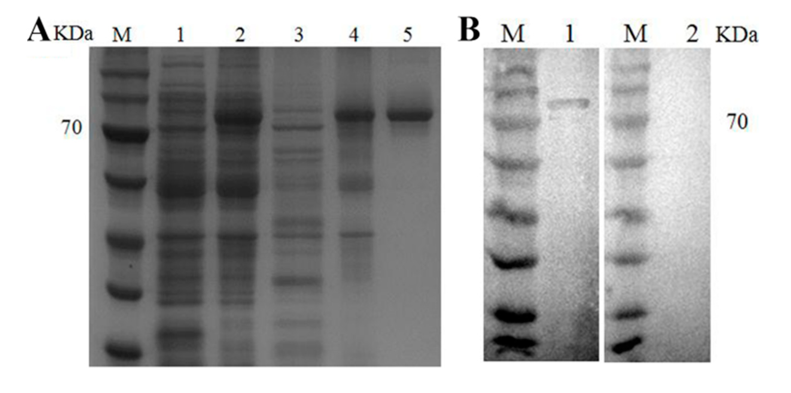 Genes 11 01077 g001