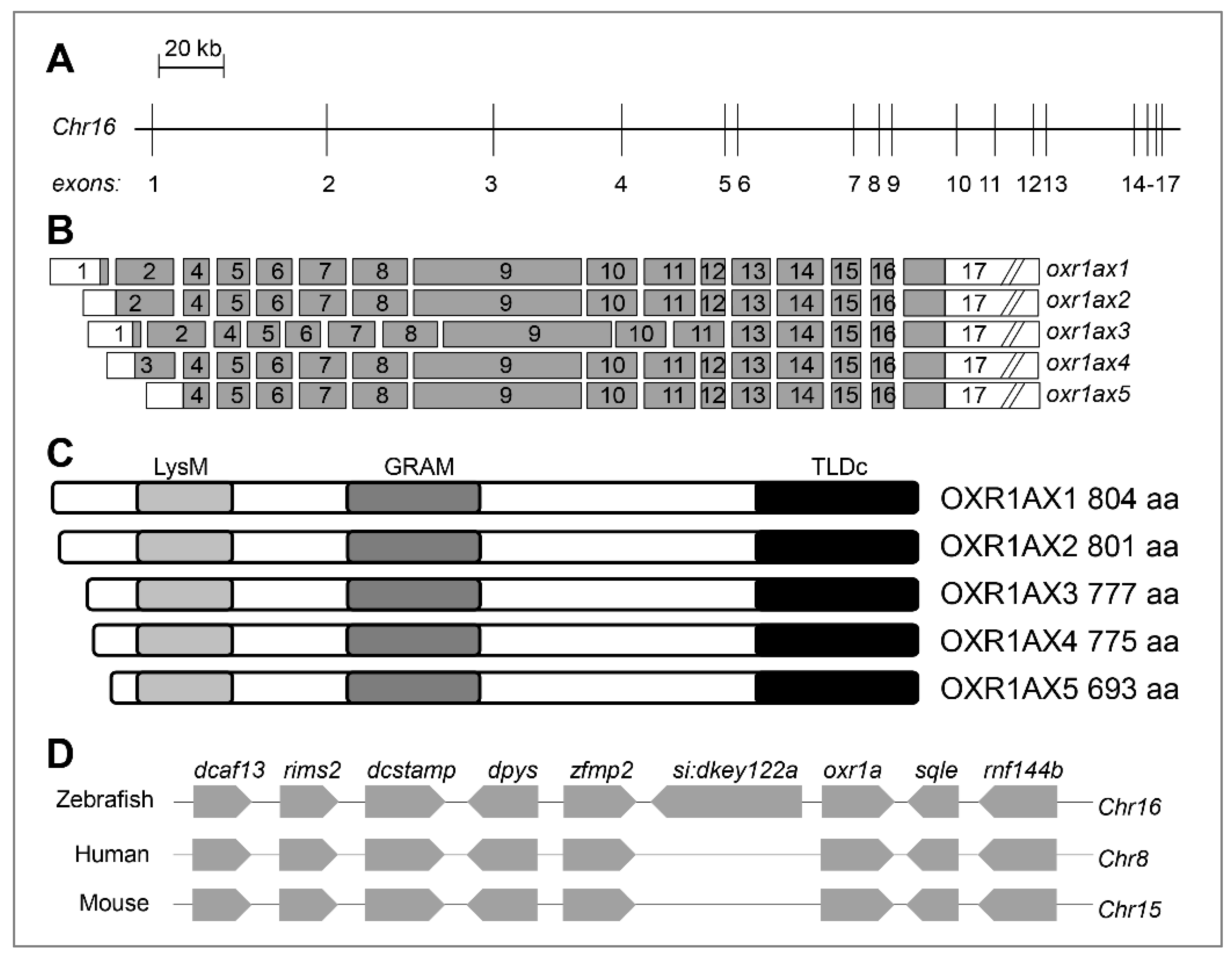 Genes 11 01118 g001
