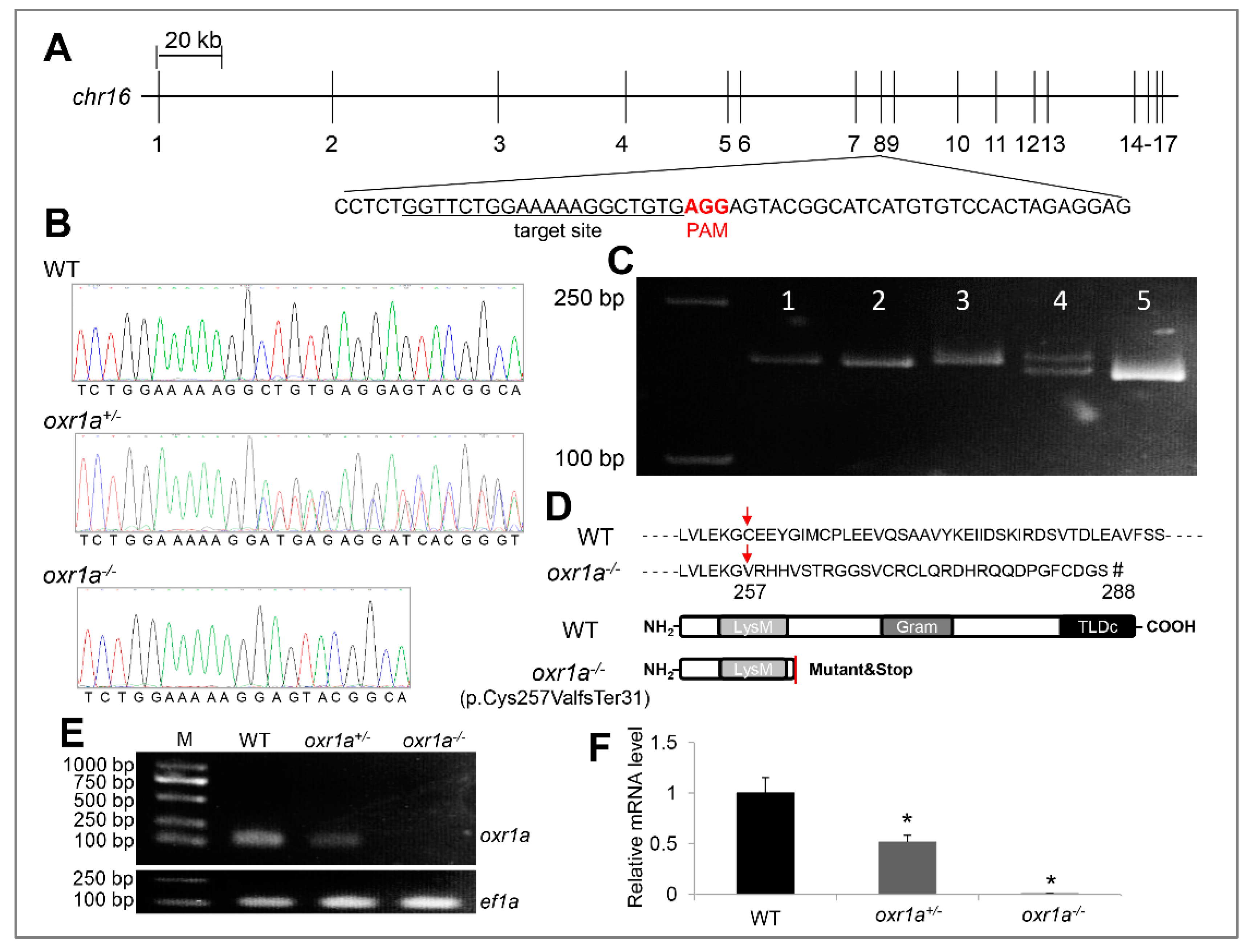 Genes 11 01118 g003
