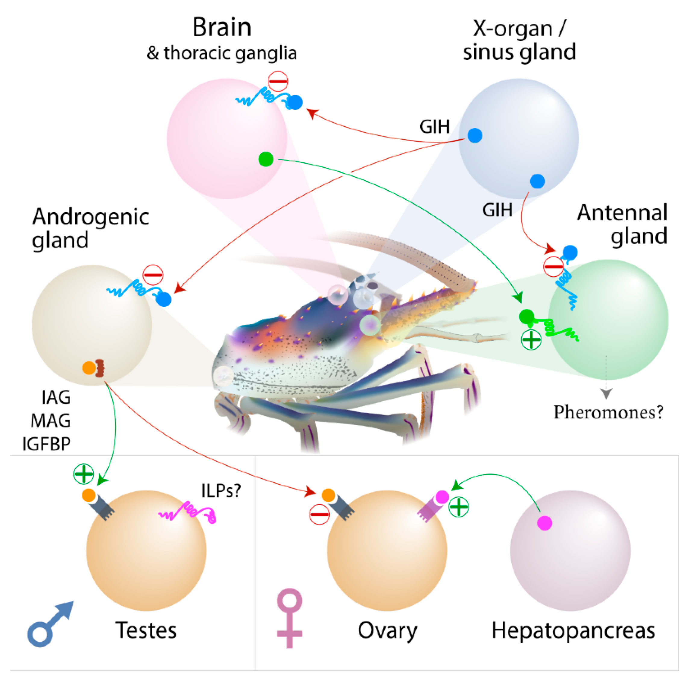 Genes 11 01150 g006 Genes 11 01150 g006
