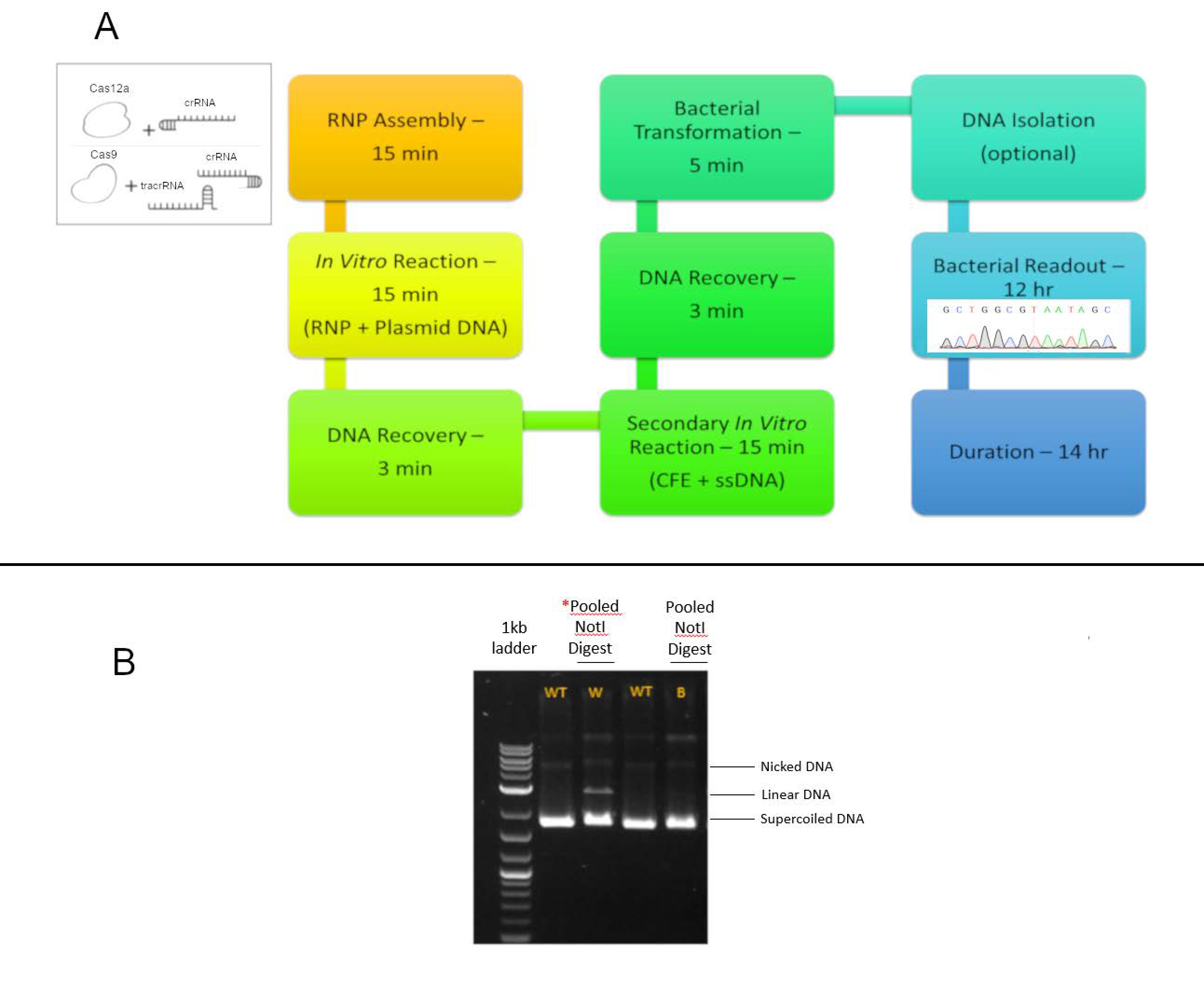 Genes 11 01160 g002 Genes 11 01160 g002