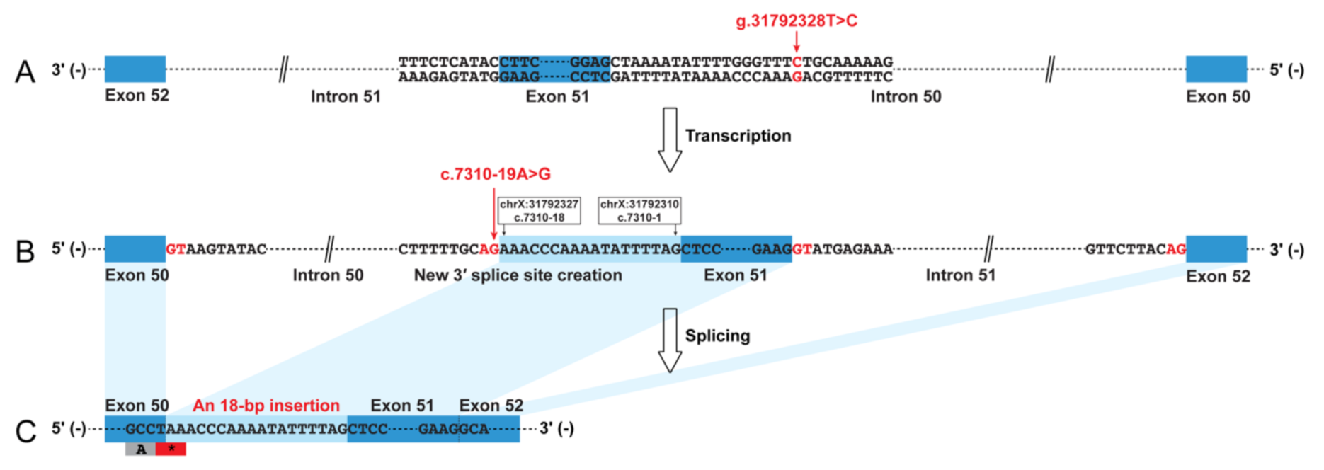 Genes 11 01180 g001