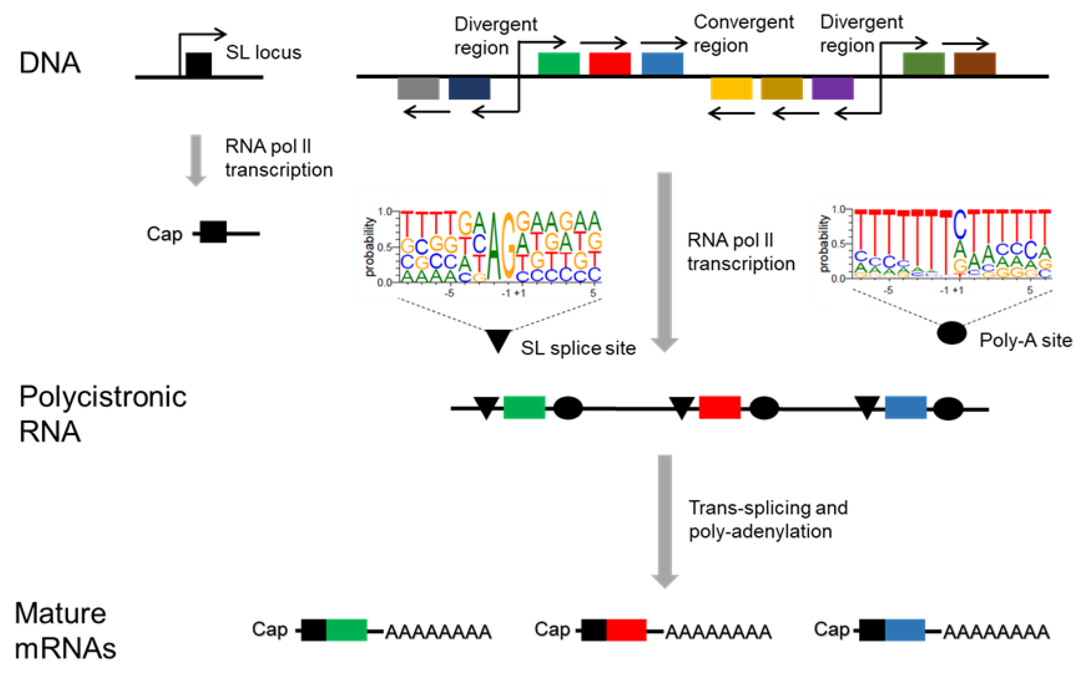 Genes 11 01196 g002