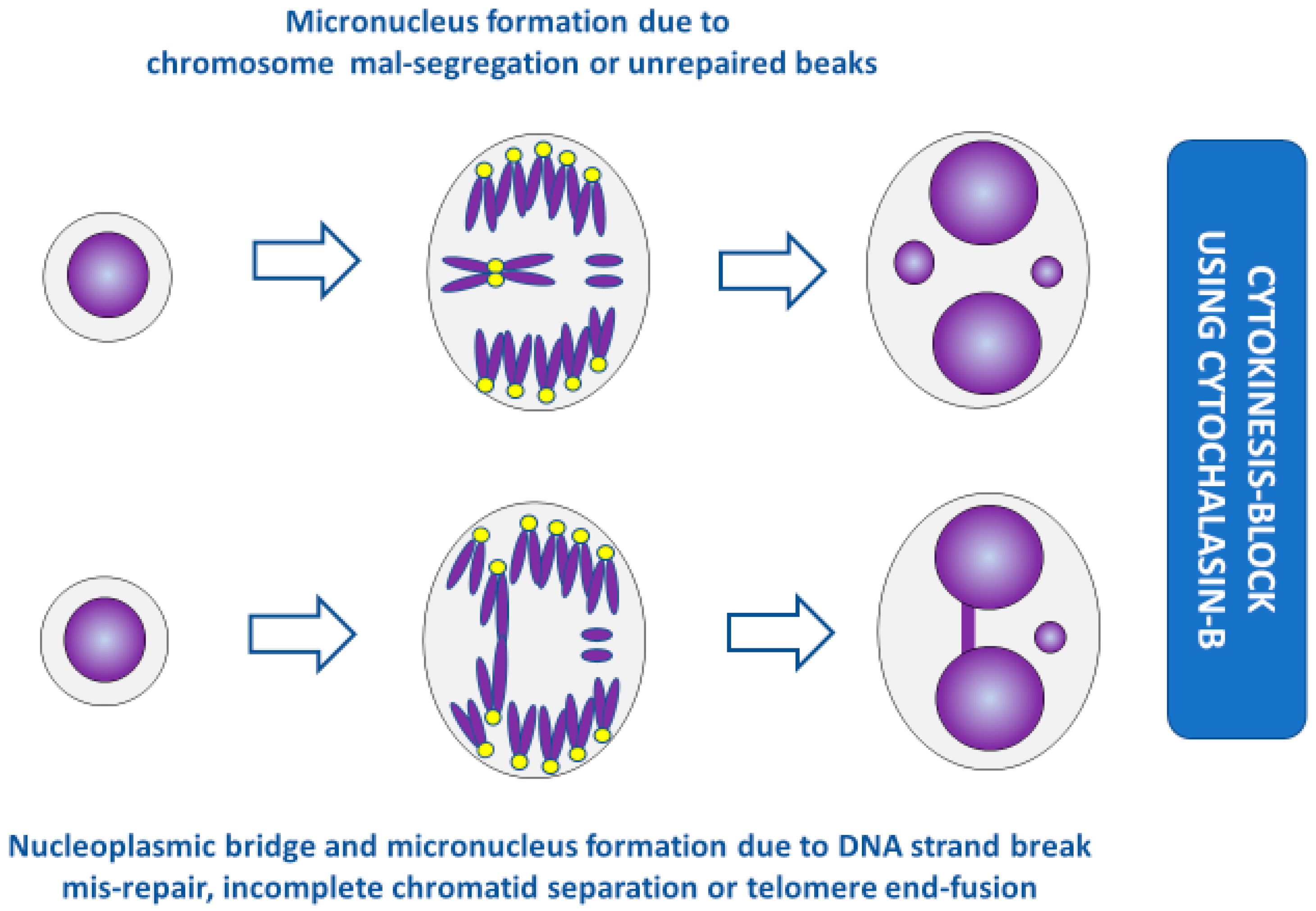 Genes 11 01203 g002