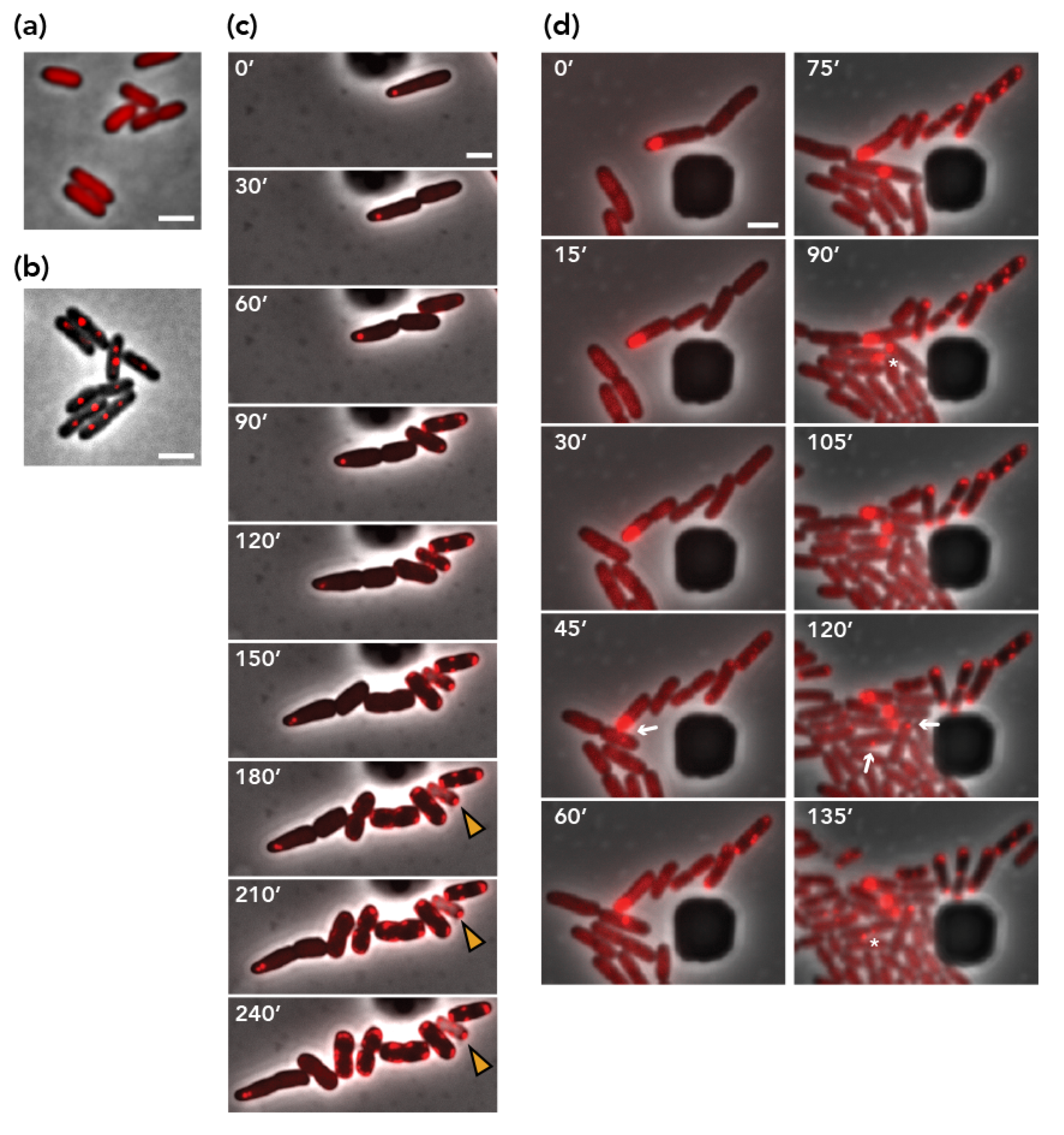 Genes 11 01207 g003 Genes 11 01207 g003