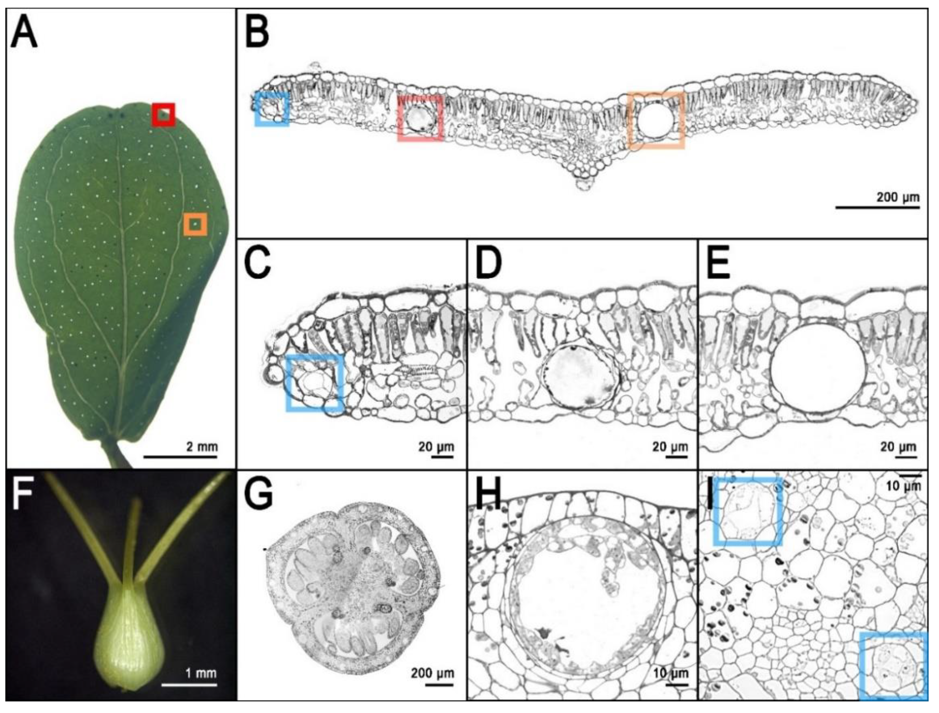 Genes 11 01210 g002