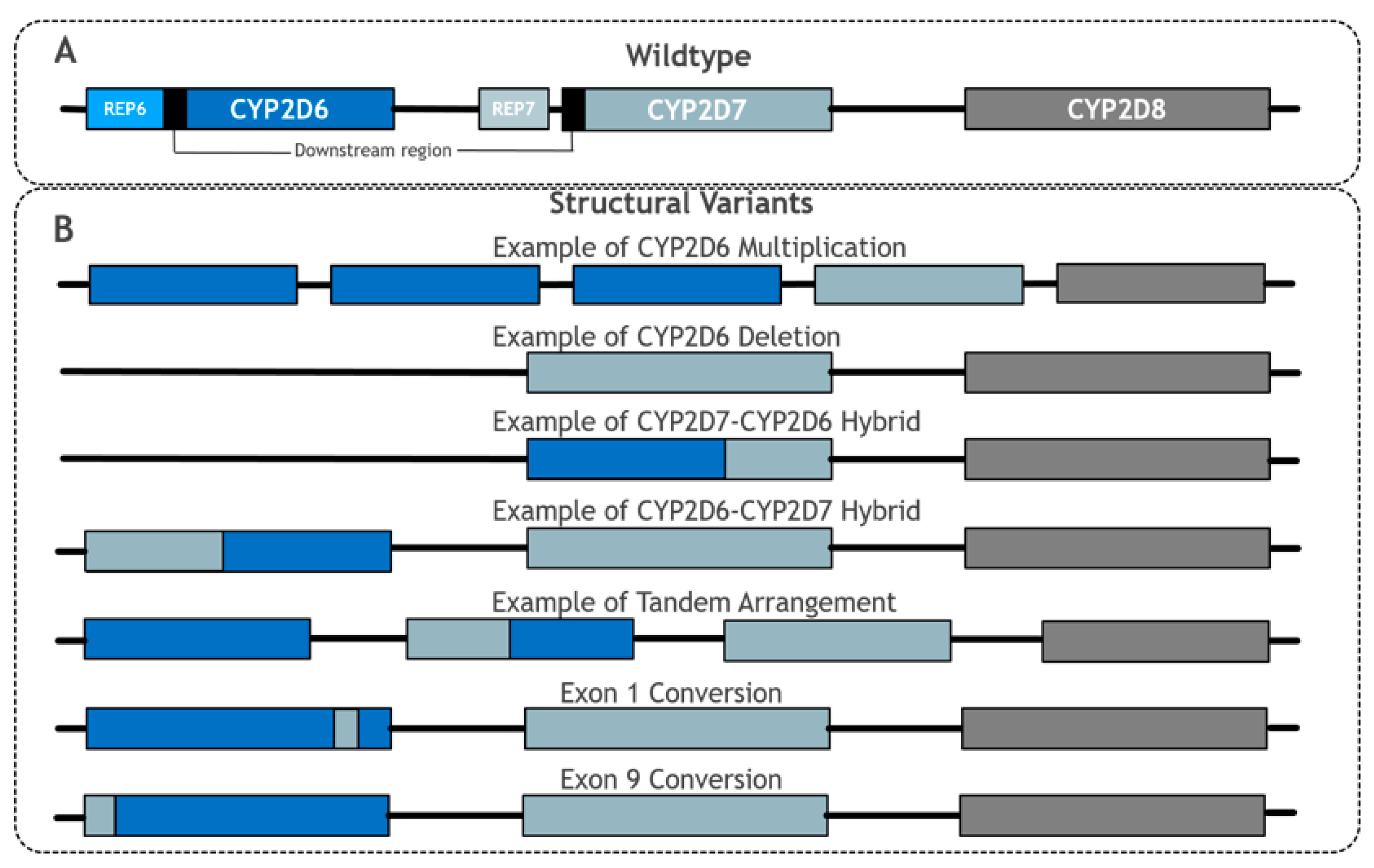 Genes 11 01295 g002