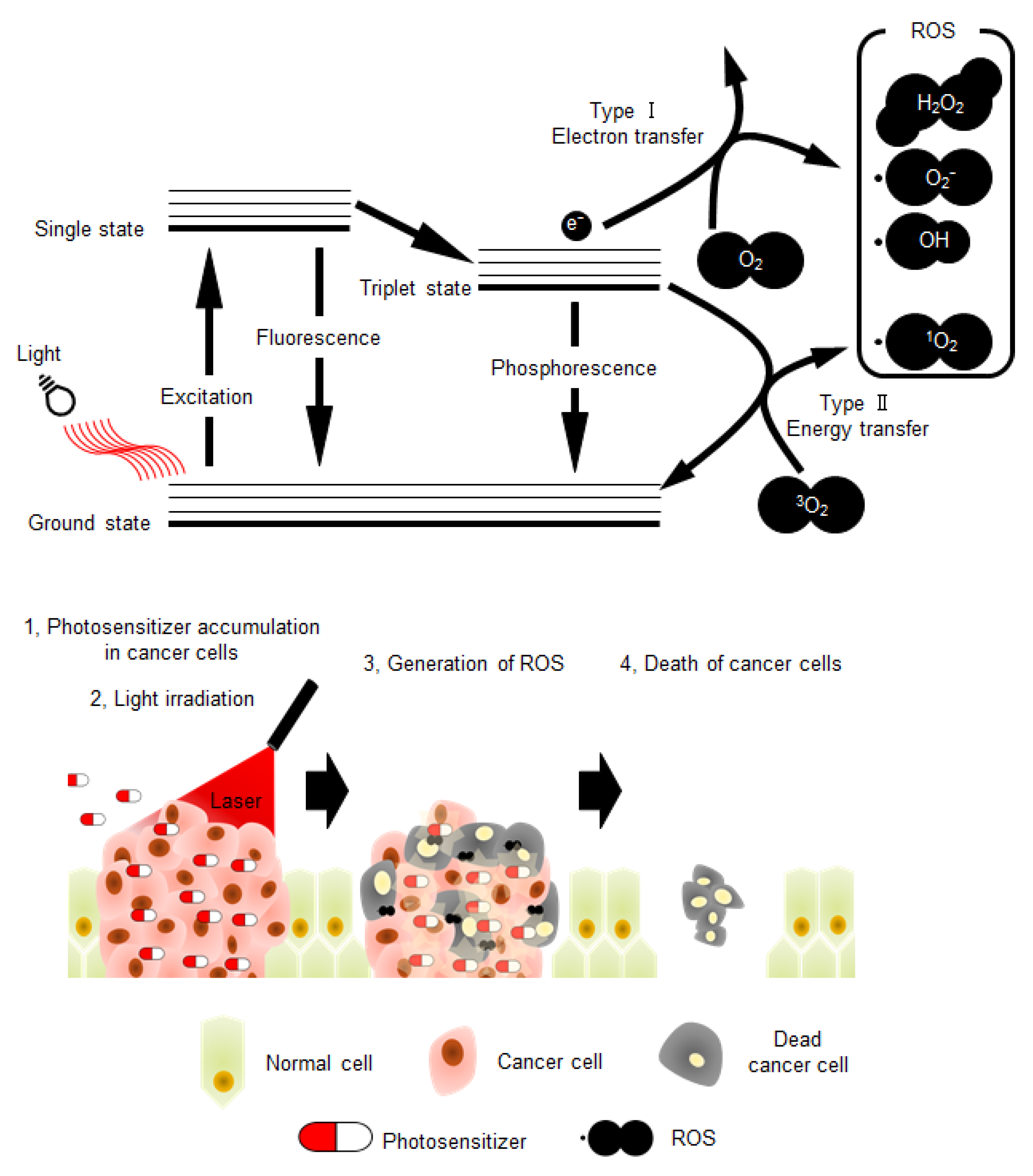 Genes 11 01340 g001