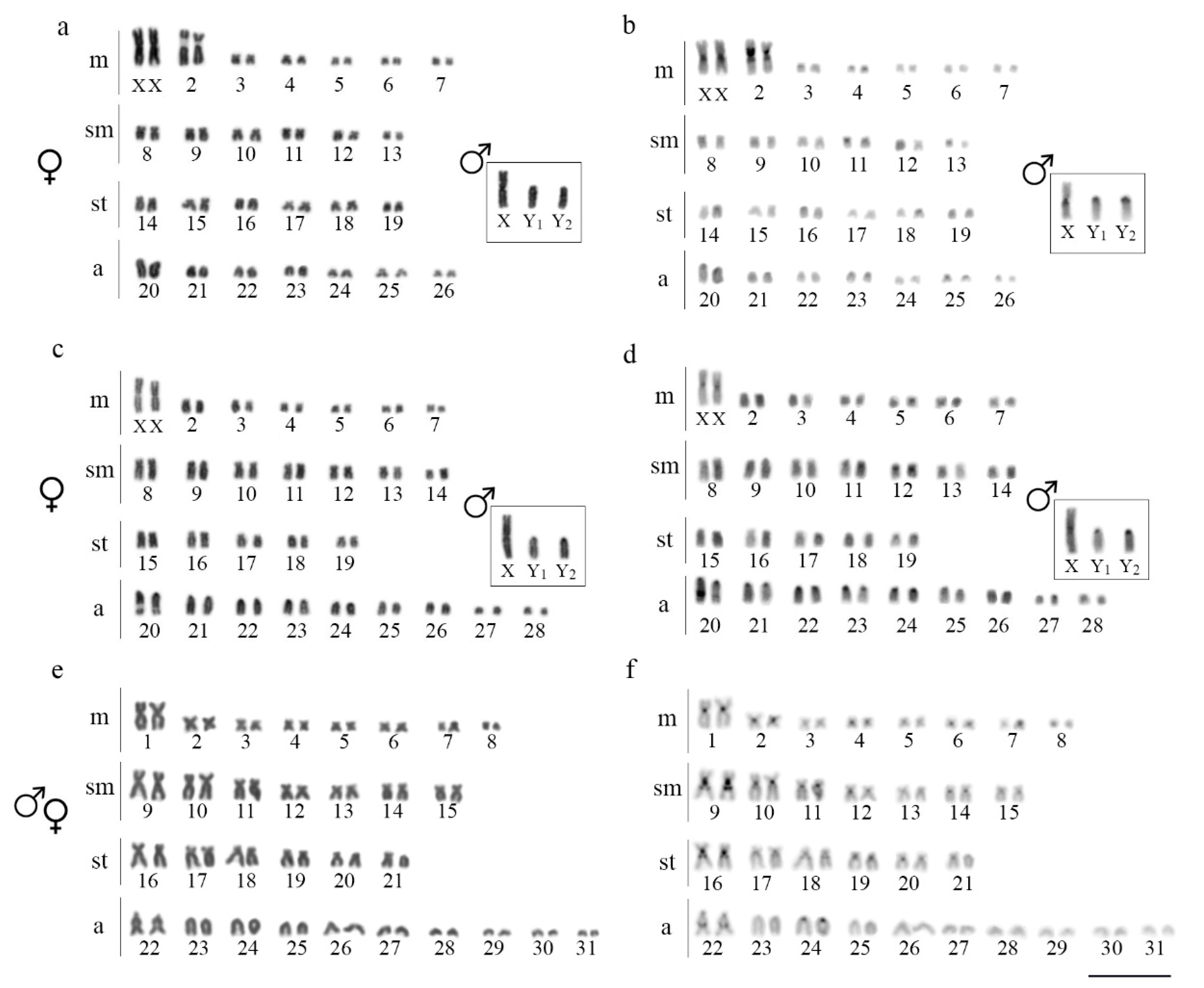 Genes 11 01366 g002