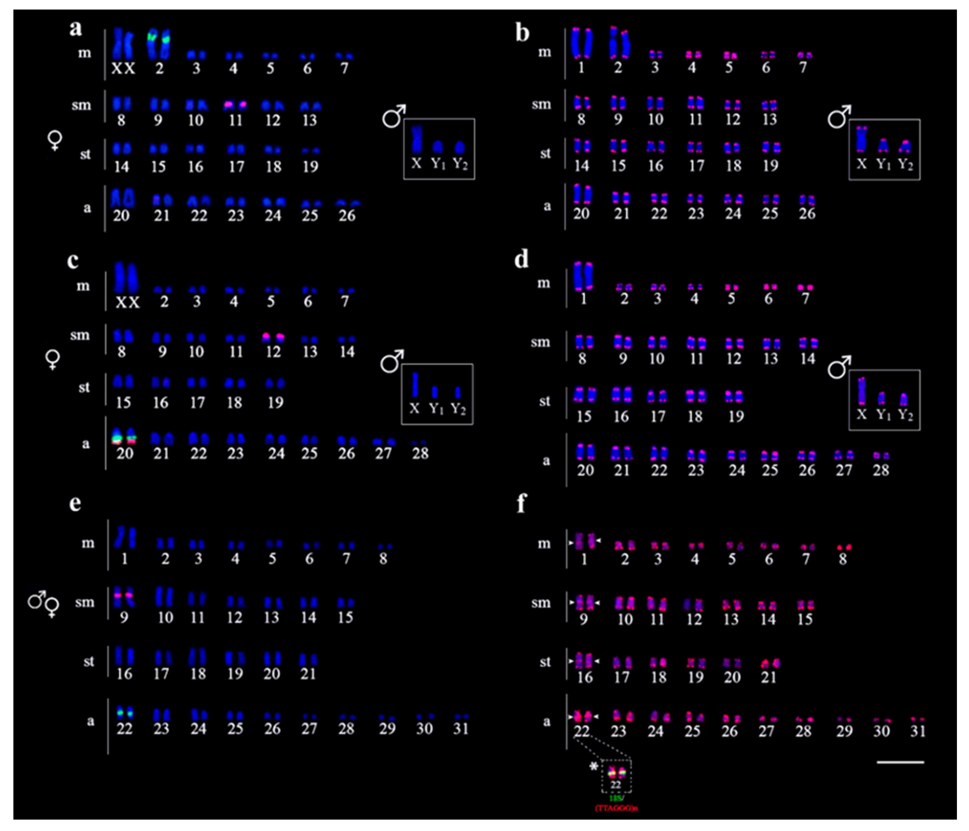 Genes 11 01366 g003