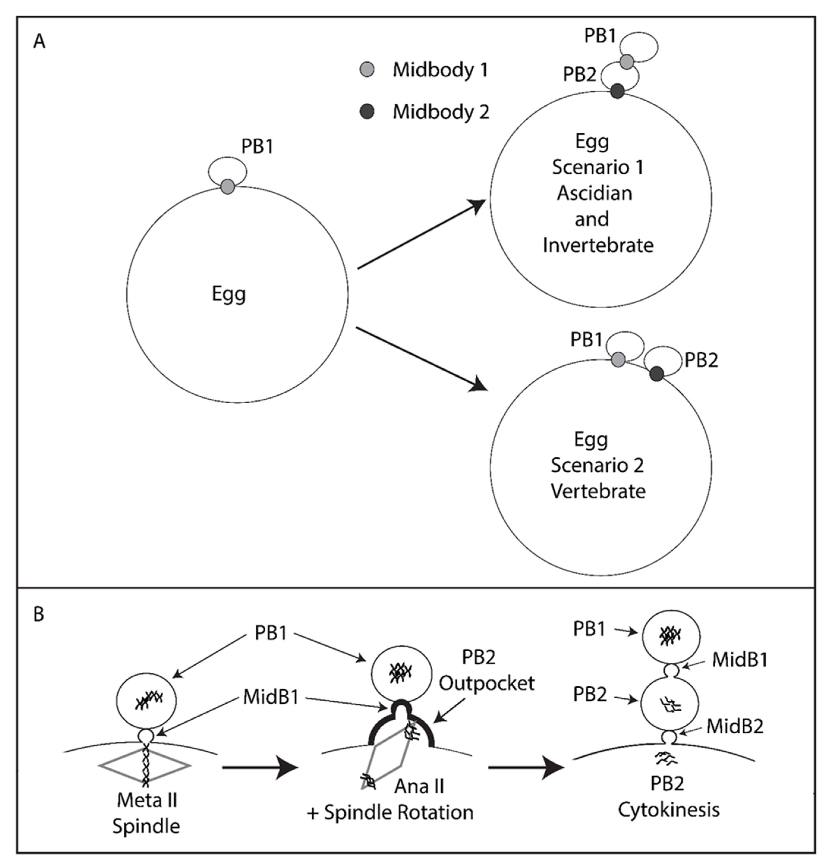 Genes 11 01394 g006
