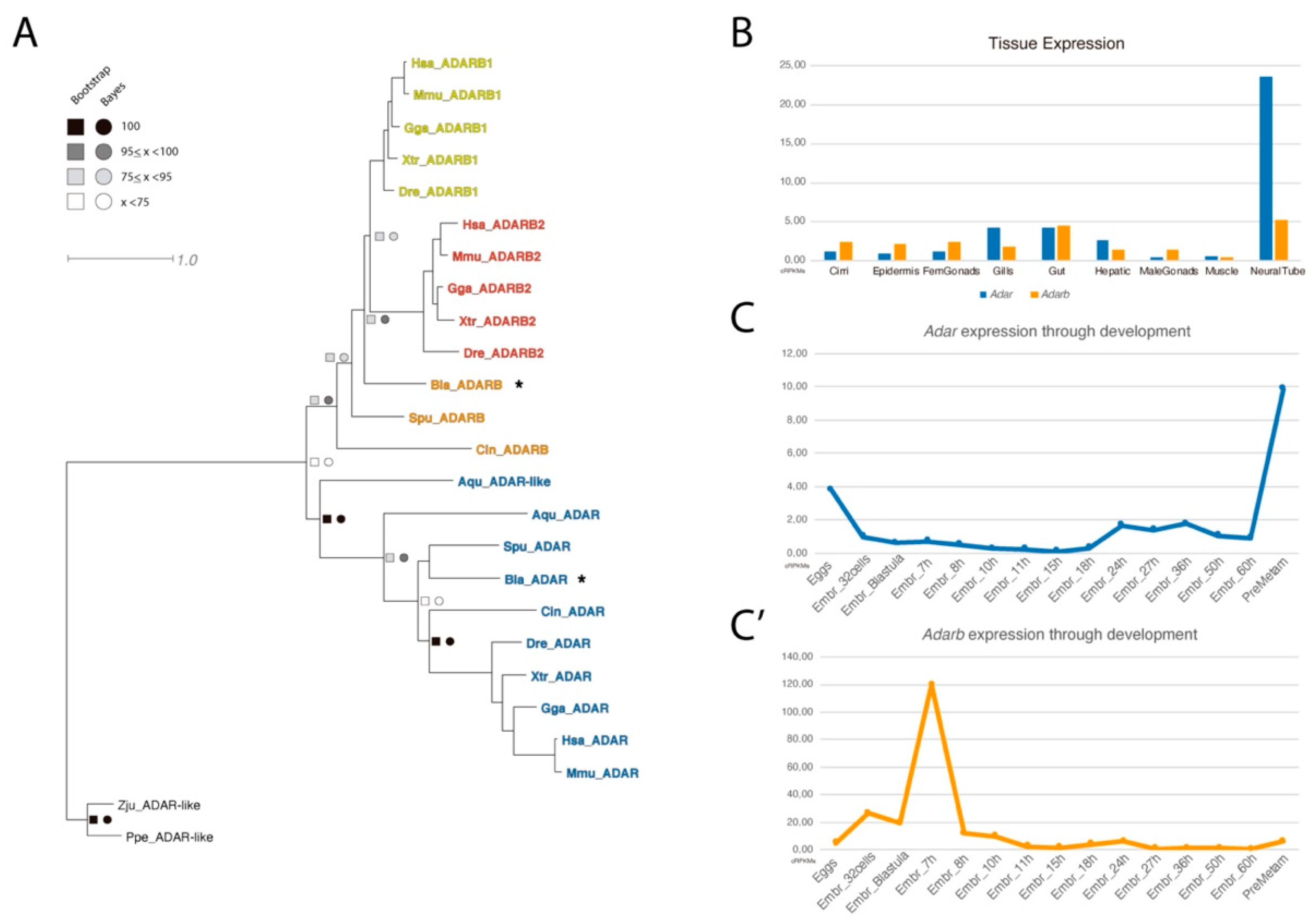 Genes 11 01440 g001