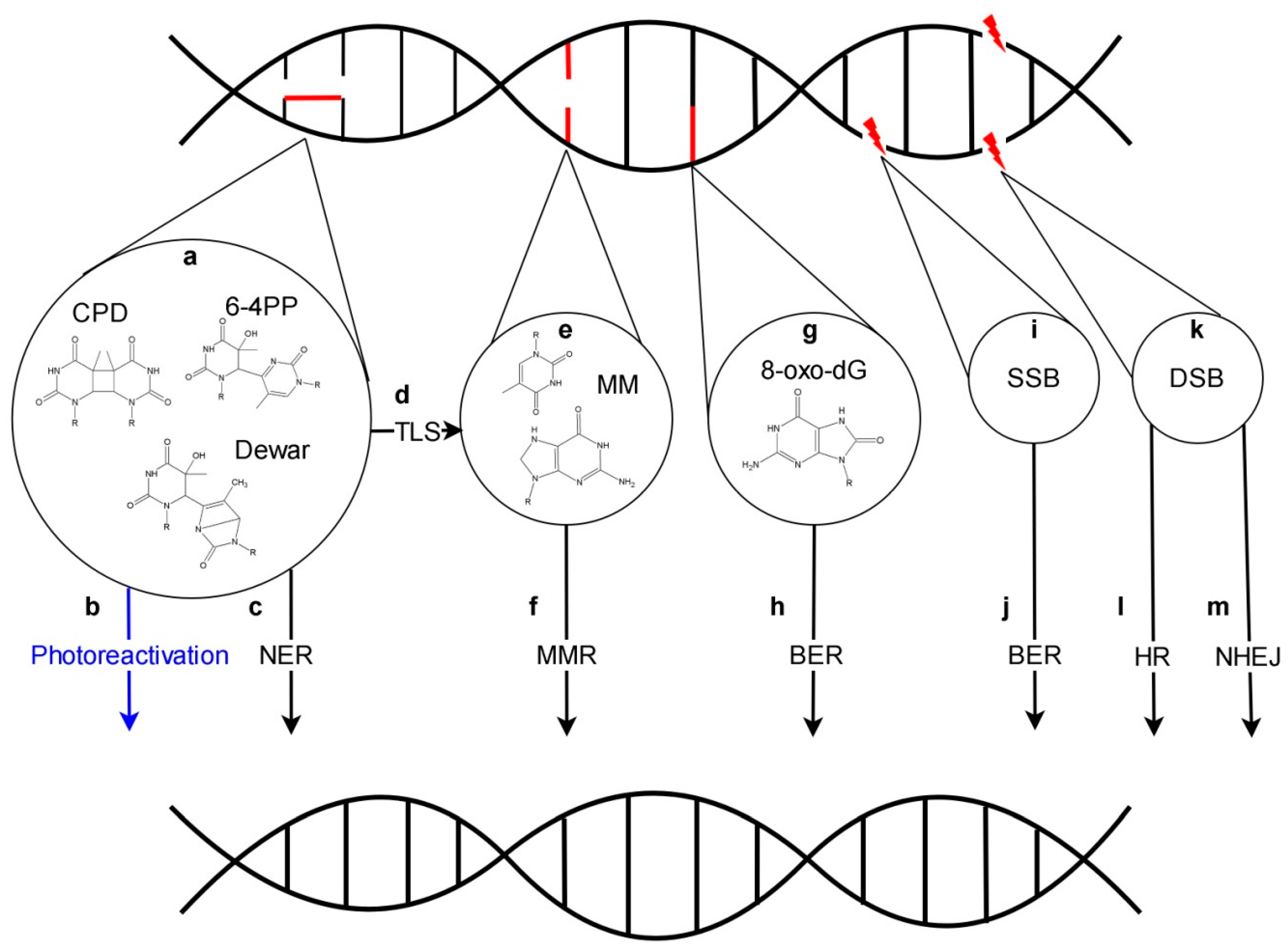 Genes 11 01450 g001