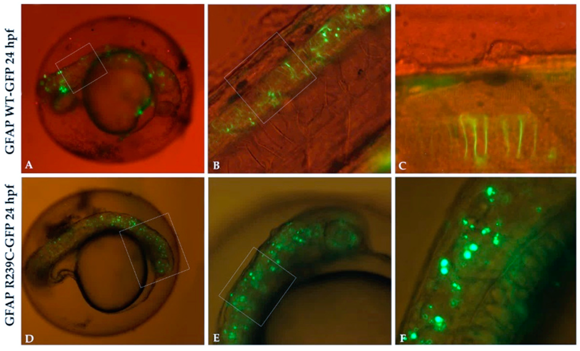 Genes 11 01490 g001 Genes 11 01490 g001