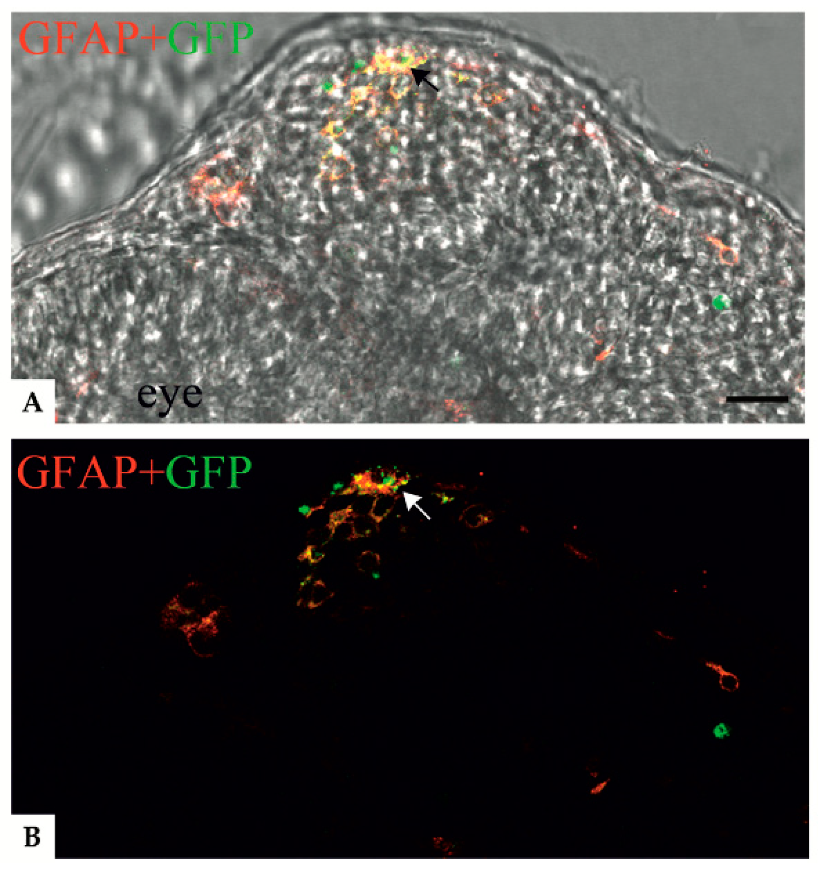 Genes 11 01490 g004 Genes 11 01490 g004