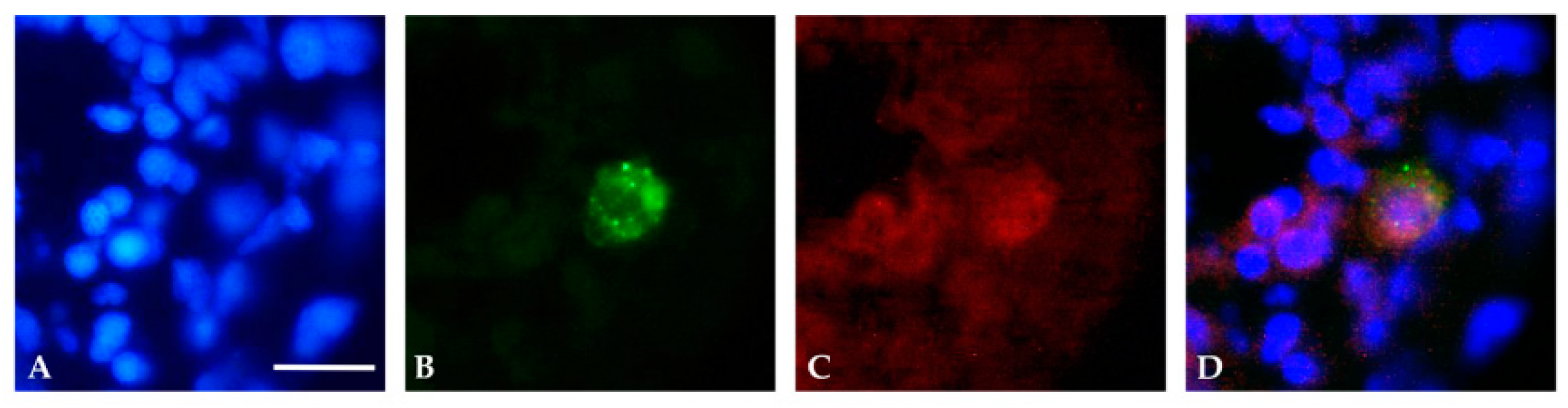 Genes 11 01490 g005 Genes 11 01490 g005