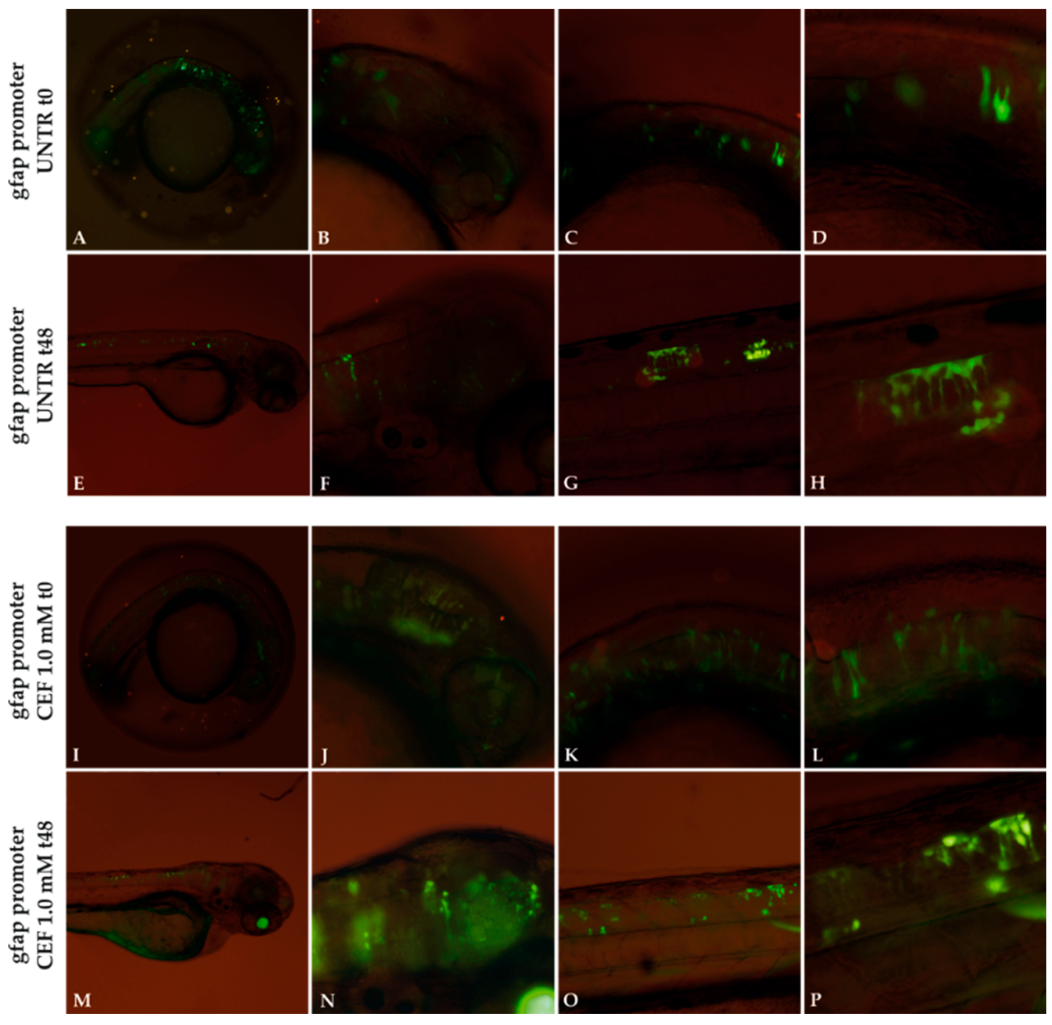 Genes 11 01490 g008 Genes 11 01490 g008