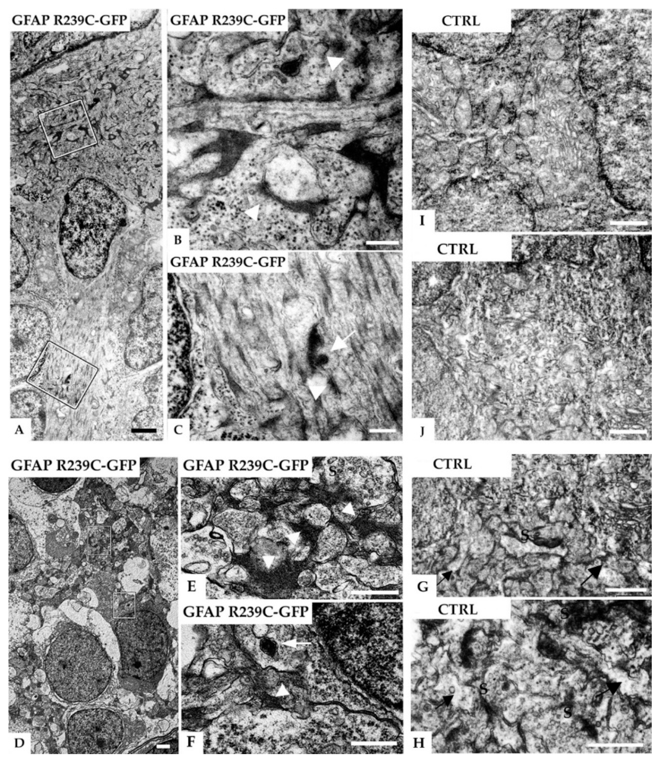 Genes 11 01490 g011 Genes 11 01490 g011