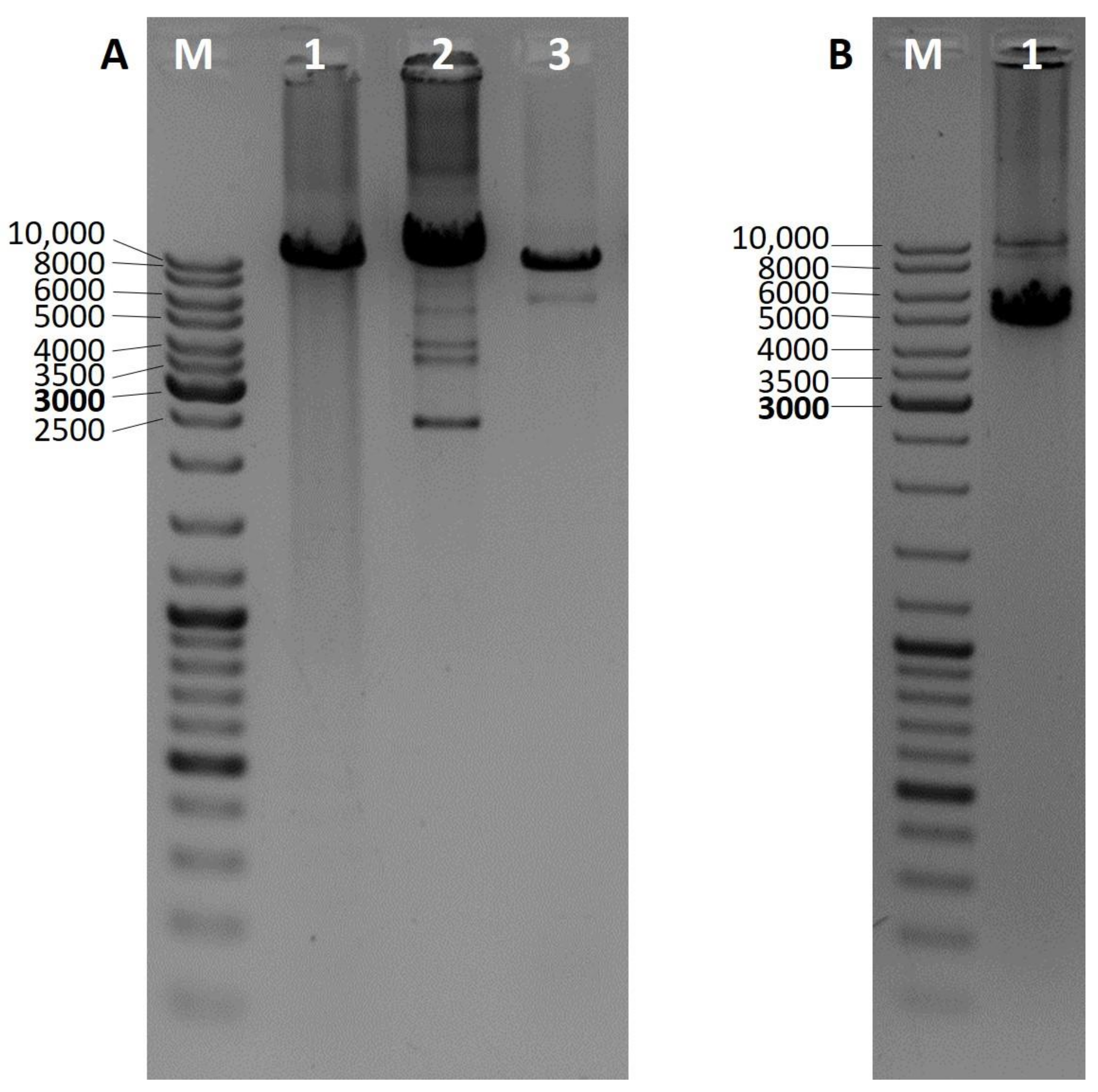 Genes 12 00054 g001