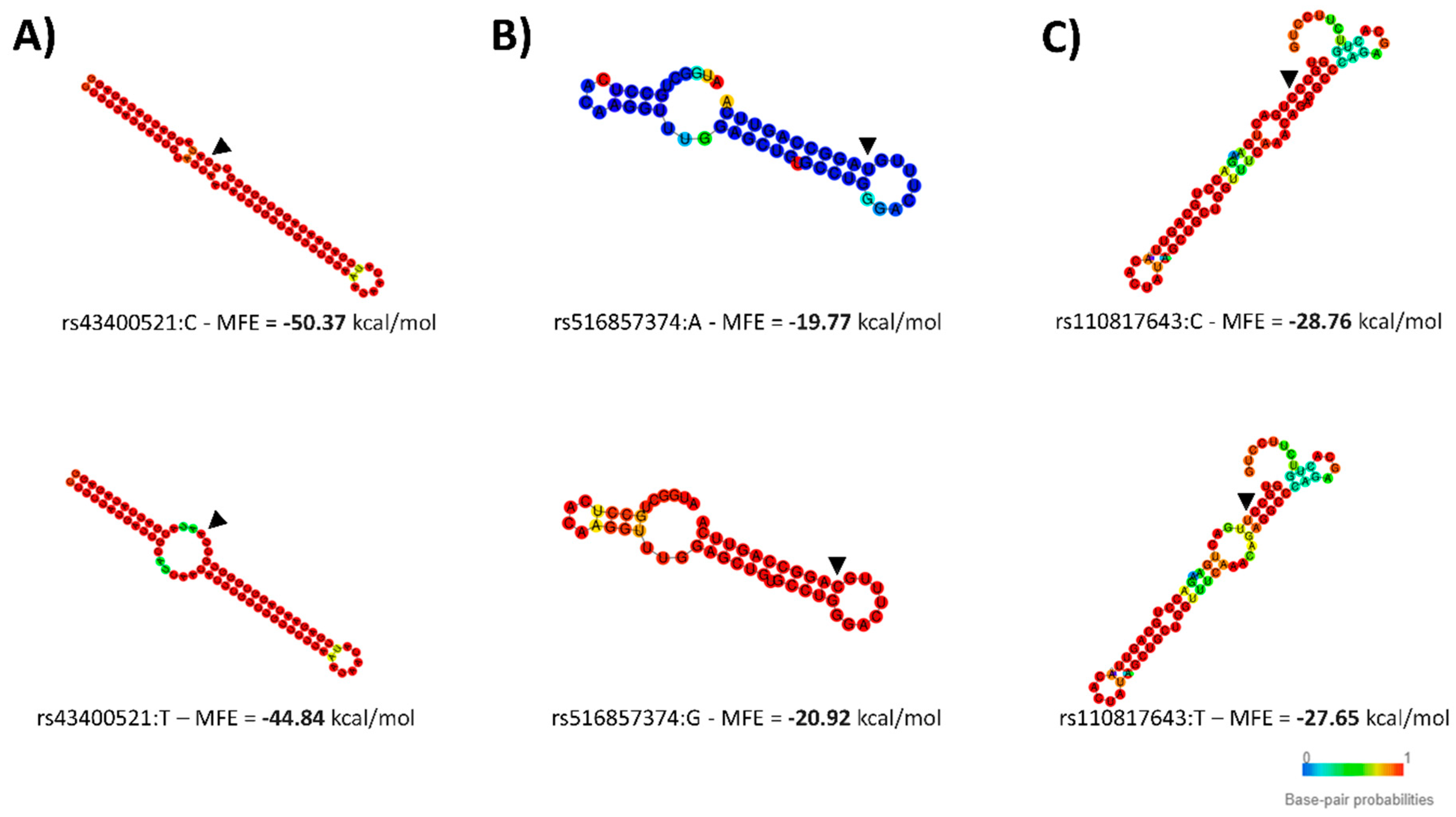 Genes 12 00067 g002 Genes 12 00067 g002