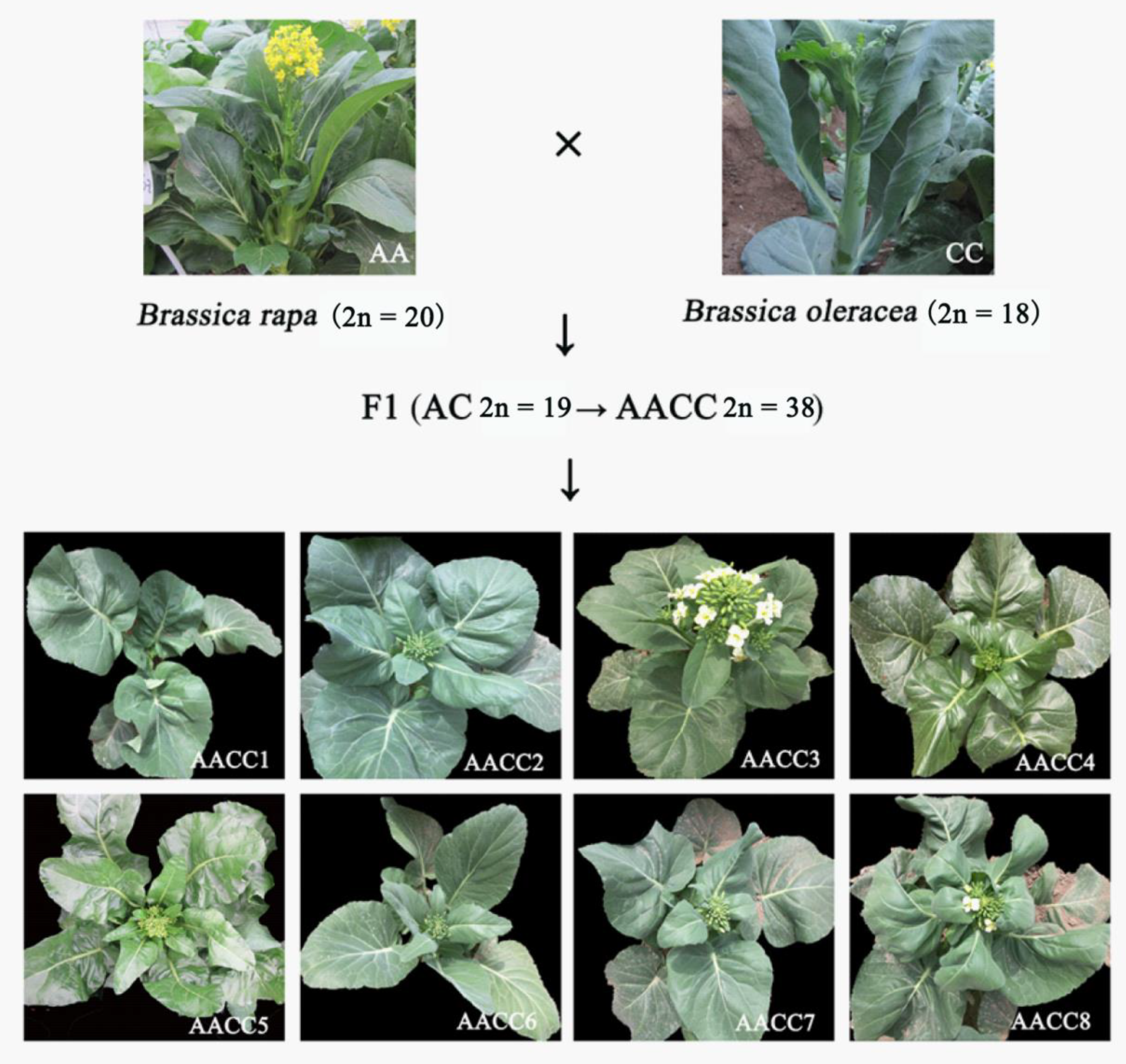 Genes 12 00082 g001 Genes 12 00082 g001