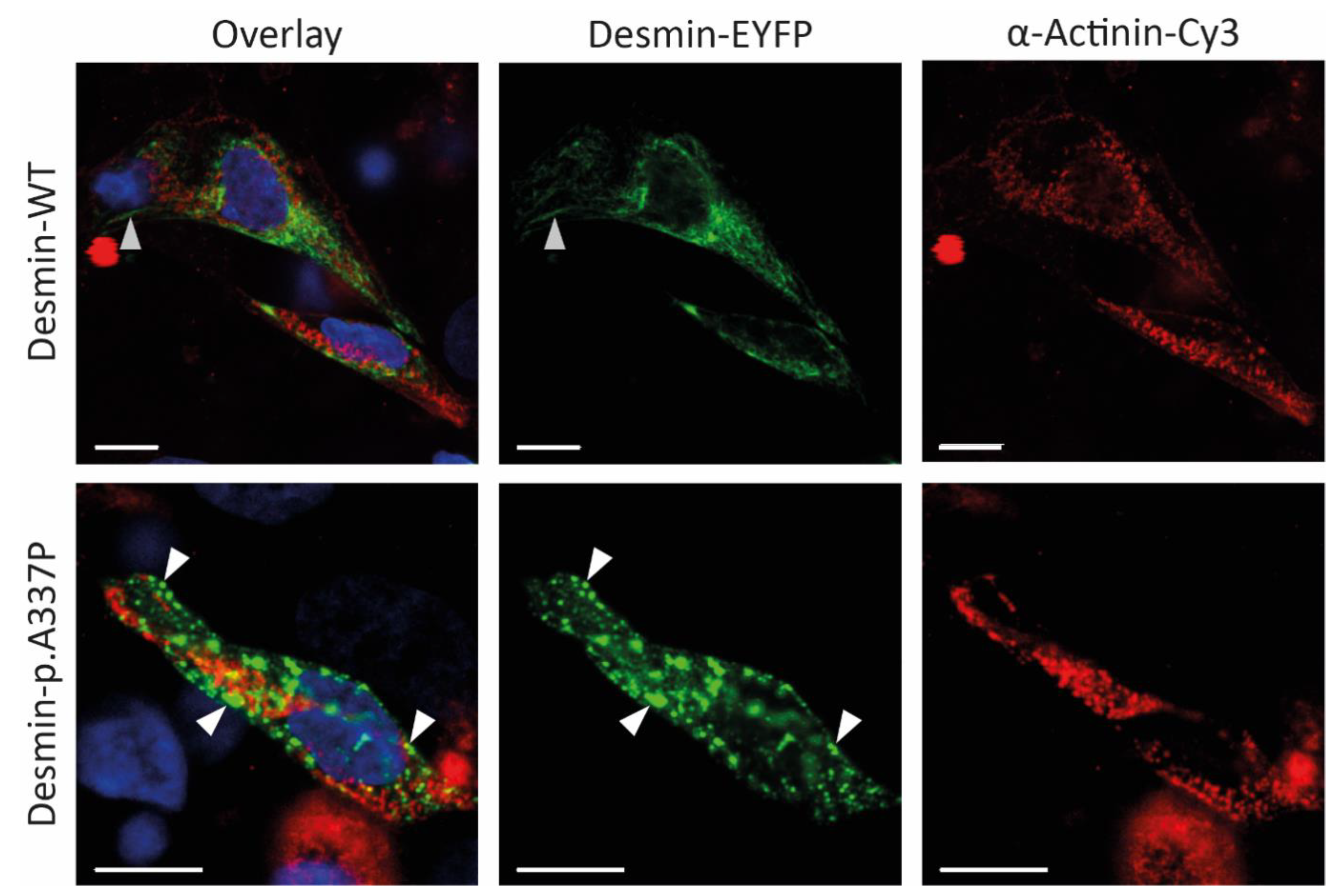 Genes 12 00121 g004 Genes 12 00121 g004
