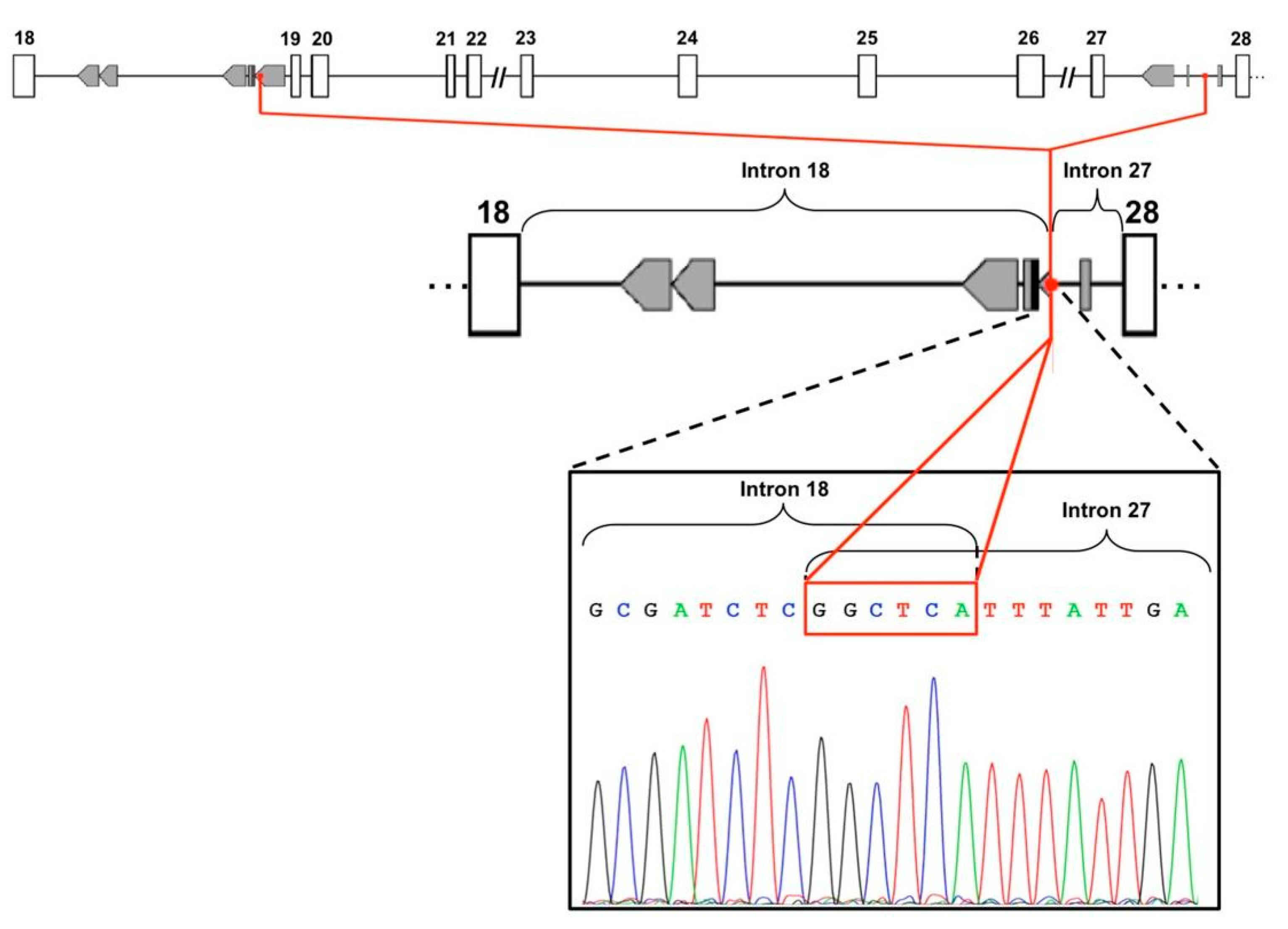 Genes 12 00136 g002