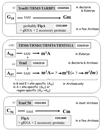 Genes 12 00140 g004