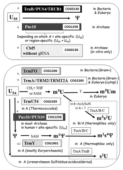 Genes 12 00140 g005