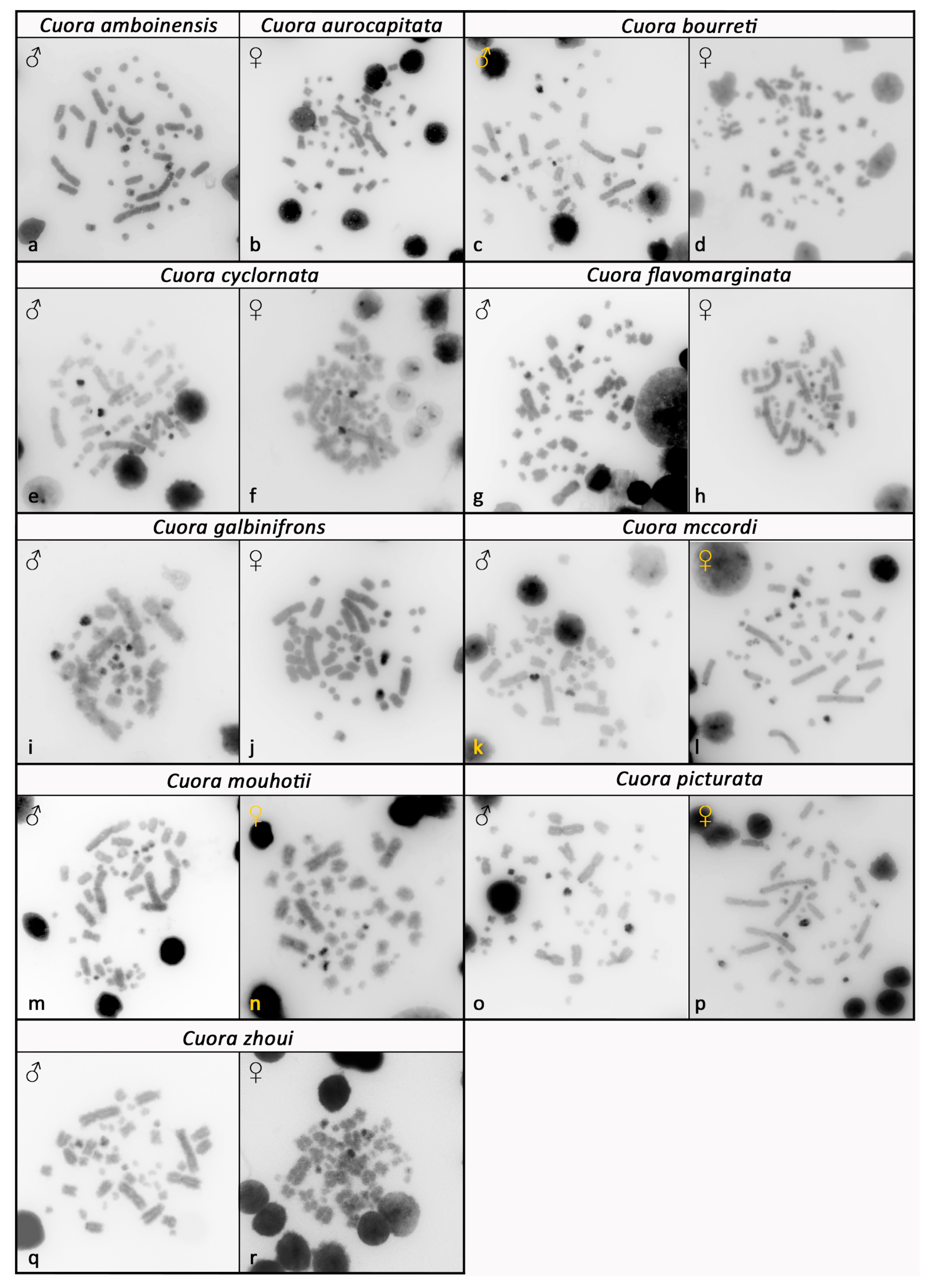 Genes 12 00156 g002 Genes 12 00156 g002