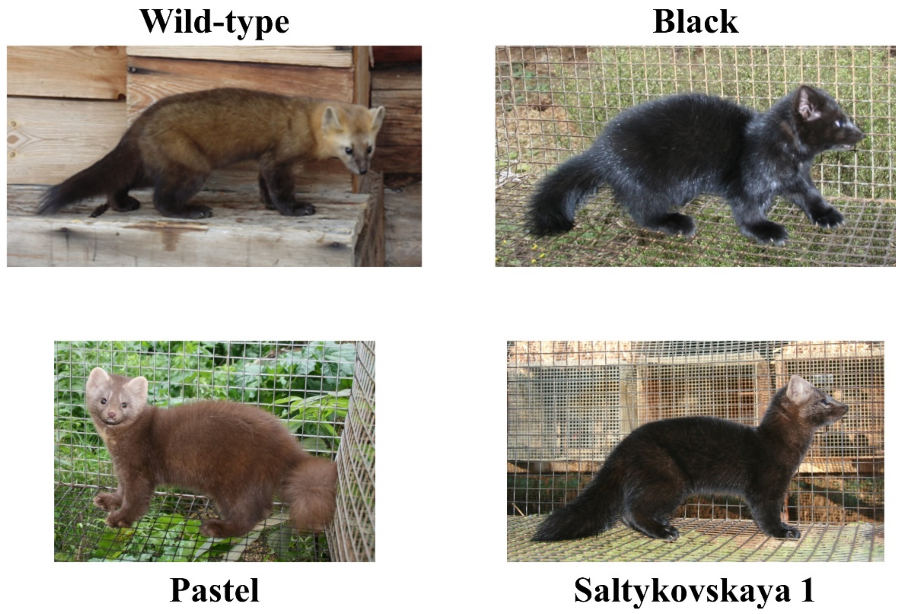 Genes 12 00157 g001 Genes 12 00157 g001