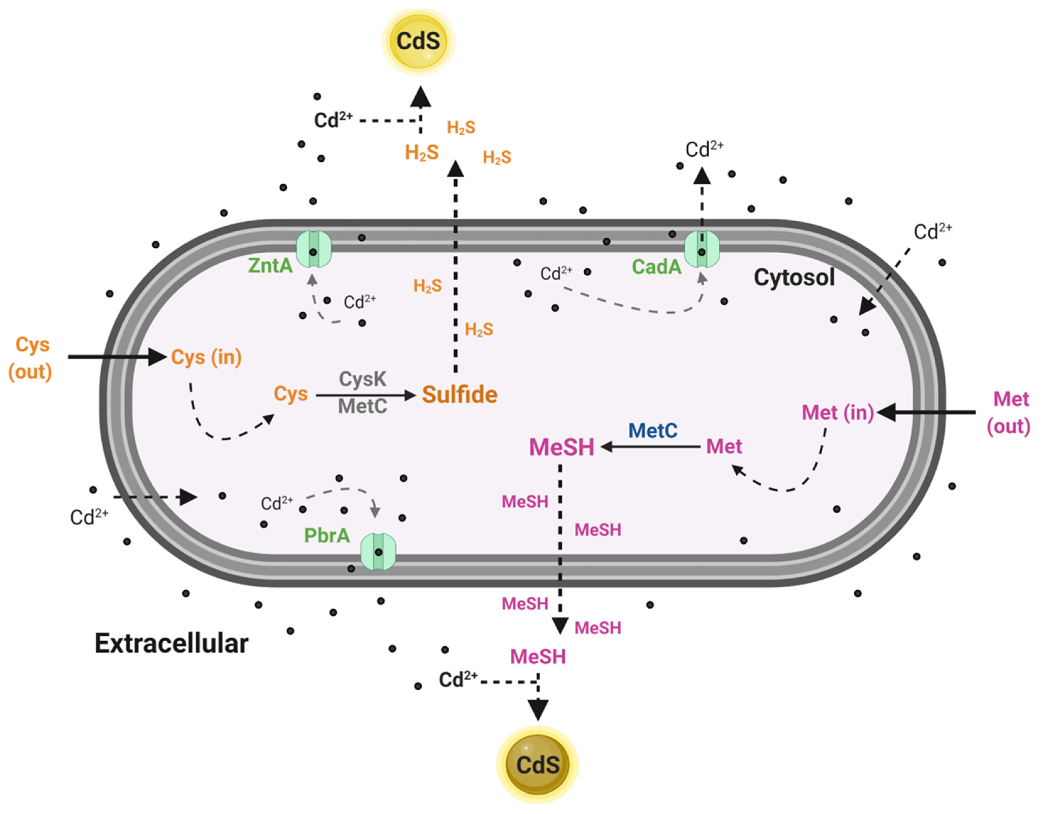 Genes 12 00187 g008 Genes 12 00187 g008